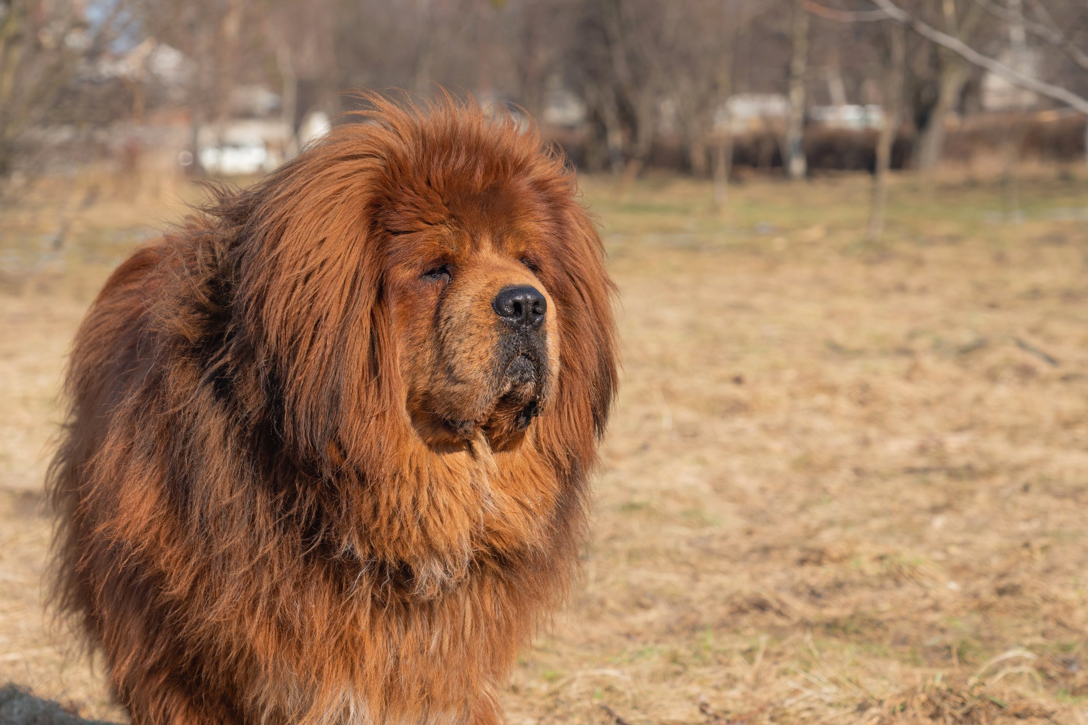 O Mastim Tibetano combina com nomes para cachorro como Juno e Neo