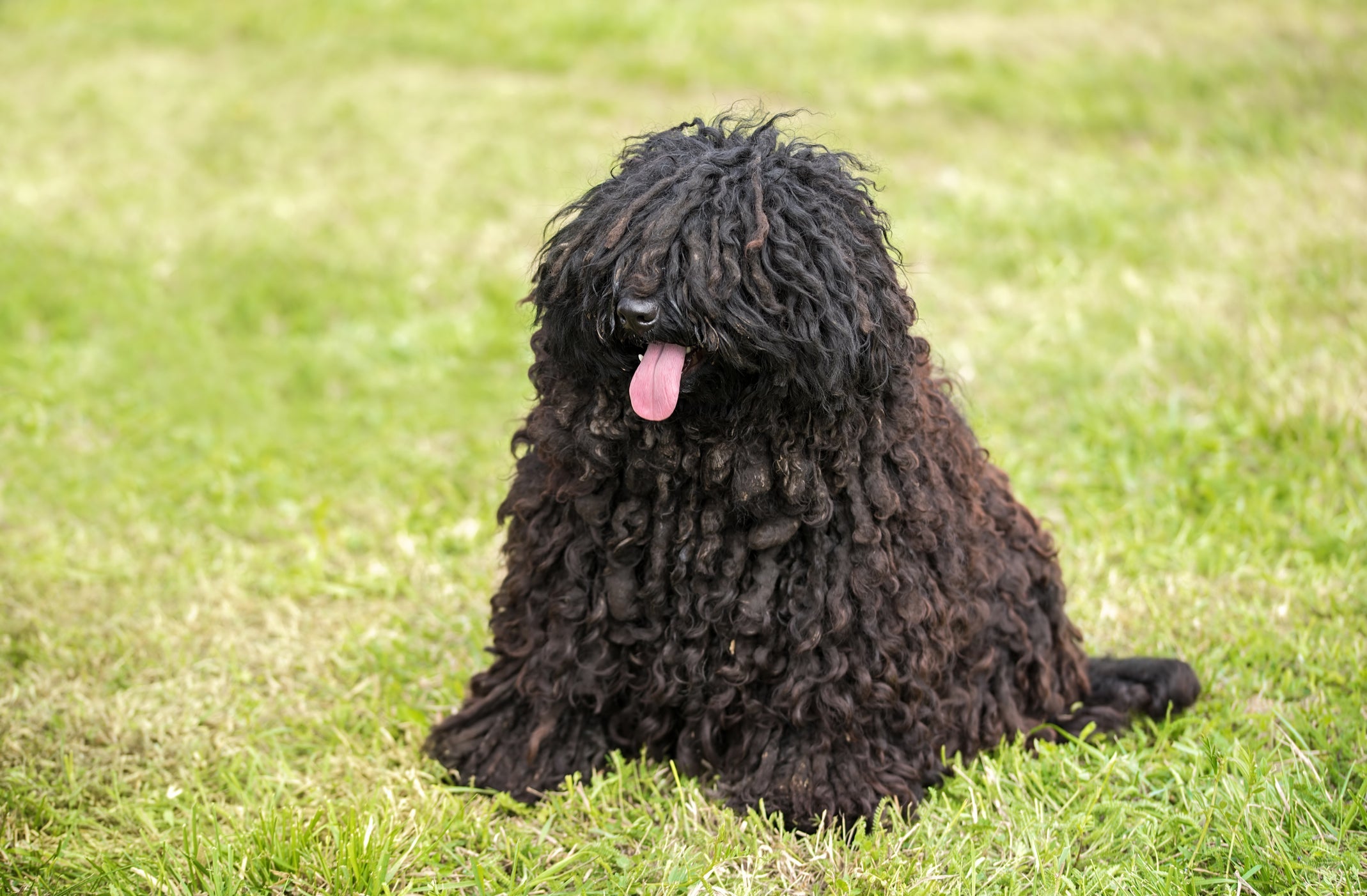 O Puli tem uma pelagem diferente e é super ágil
