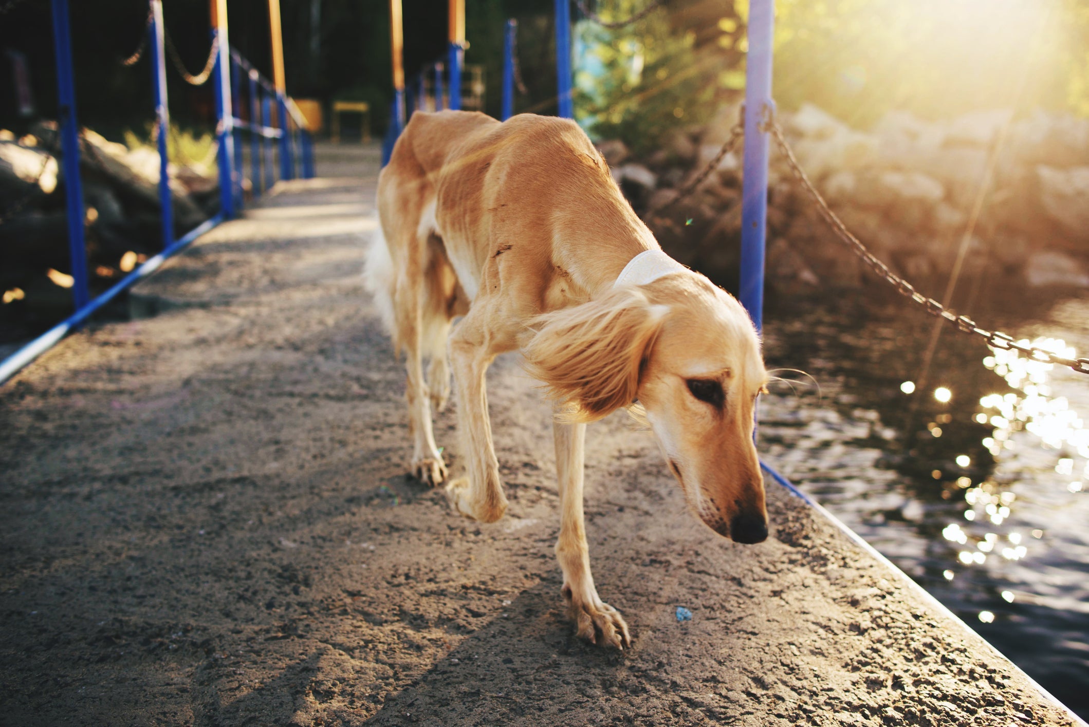O Saluki possui um corpo magro e esbelto que o faz correr em grandes velocidades