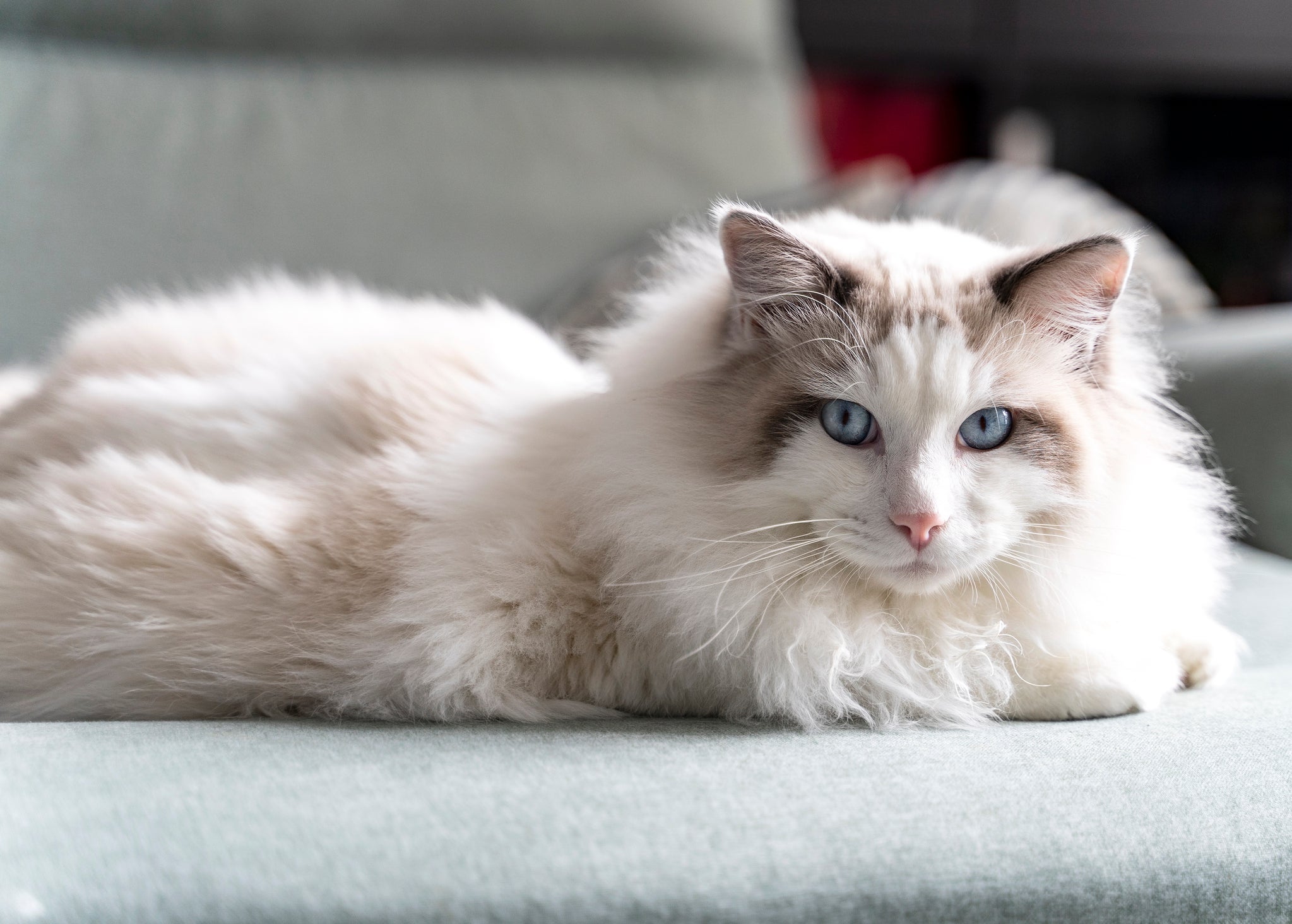 O Ragdoll é muito amoroso, mas é outra raçaa que também cria uma dependência muito grande dos seus tutores
