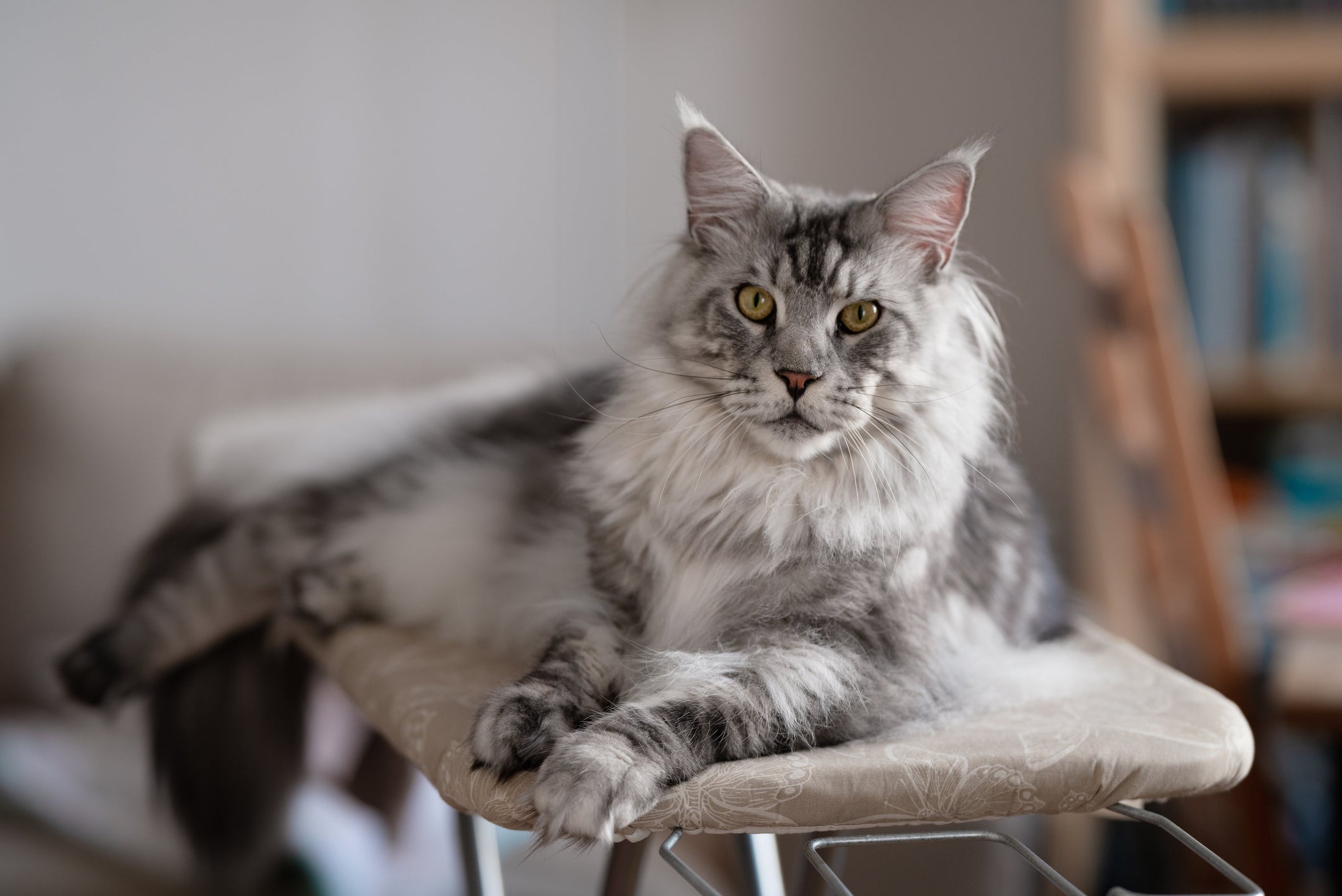 Conforme se espalharam pelo mundo, novas raças de gato foram surgindo com diferentes adaptações