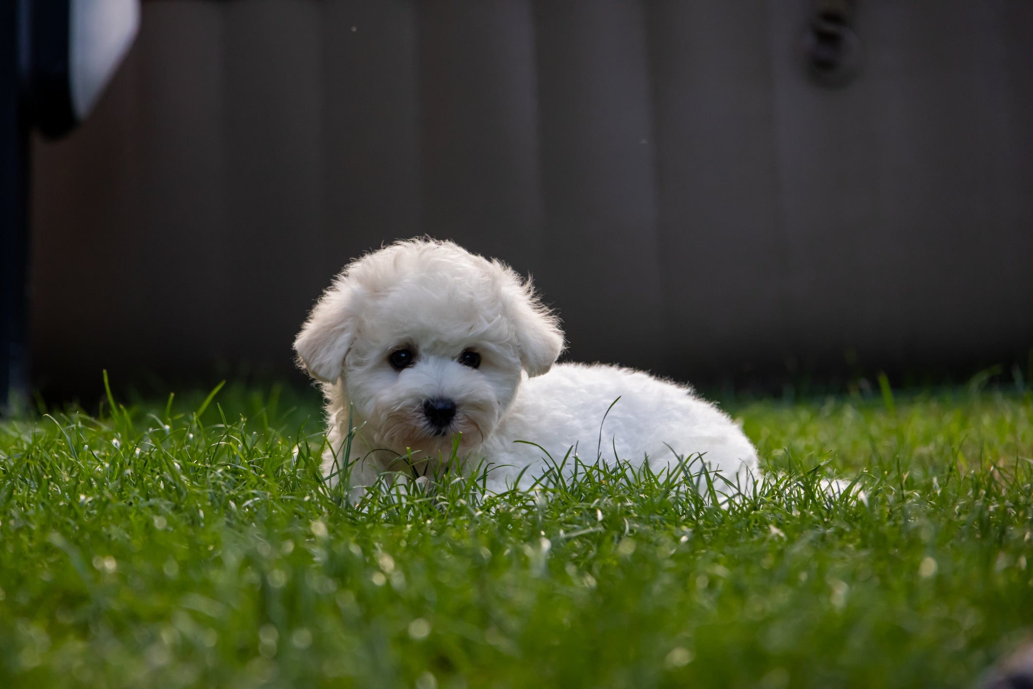 O cachorro Bichon Frisé quase não late e adora aprender novos comandos