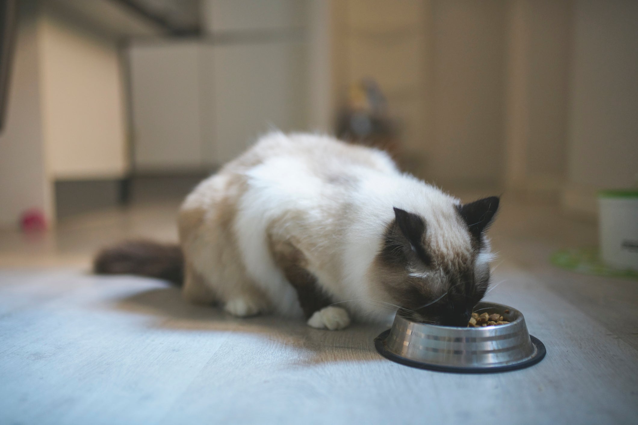 Ração renal: gatos diagnosticados devem receber uma alimentação especial