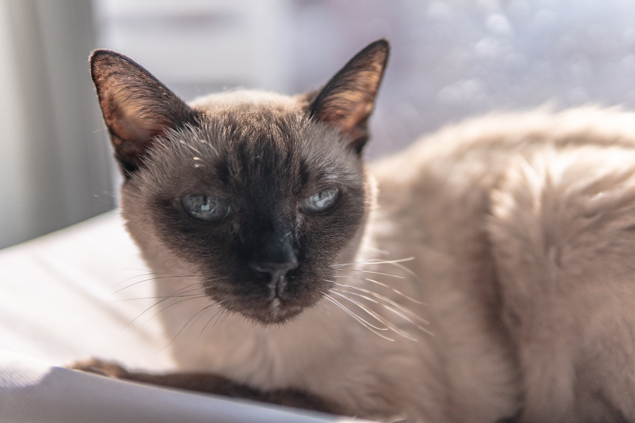 O Sialata, versão Vira-Lata do gato Siamês, costuma ser menos esguio e mais peludo