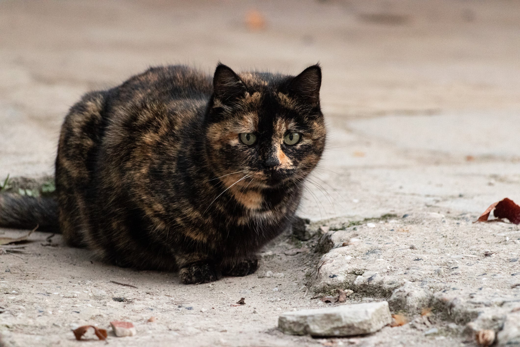 Antes uma crise de diabetes em gatos, ele não consegue andar e muito menos dar pulos