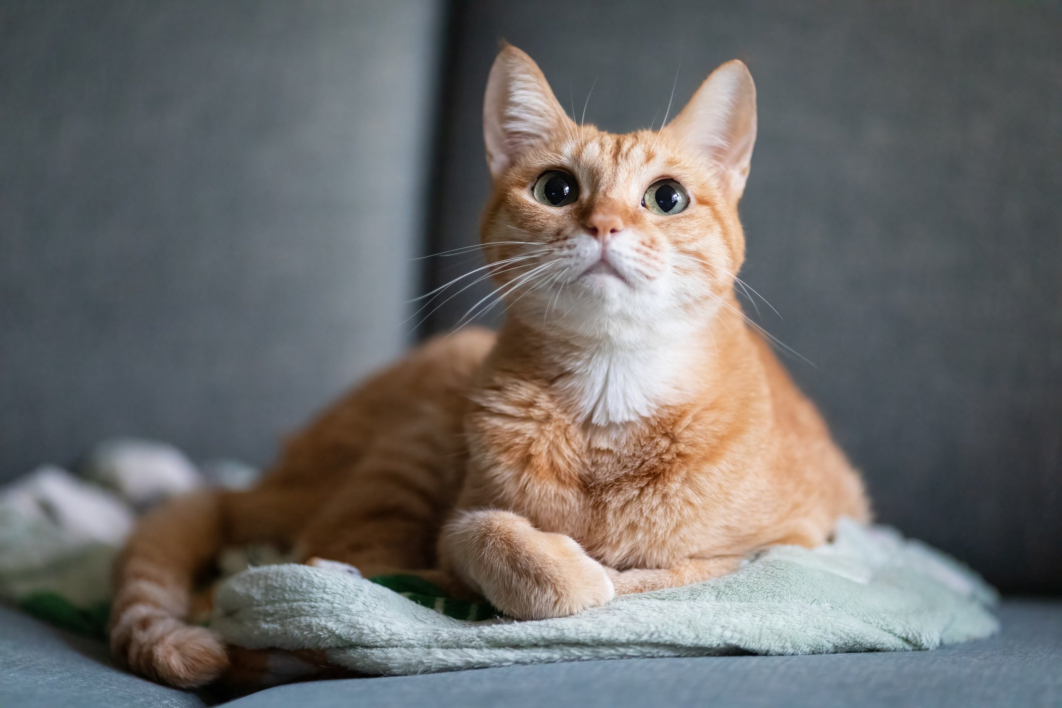 Vira-lata também é um gato dócil e é o felino mais popular entre os gateiros