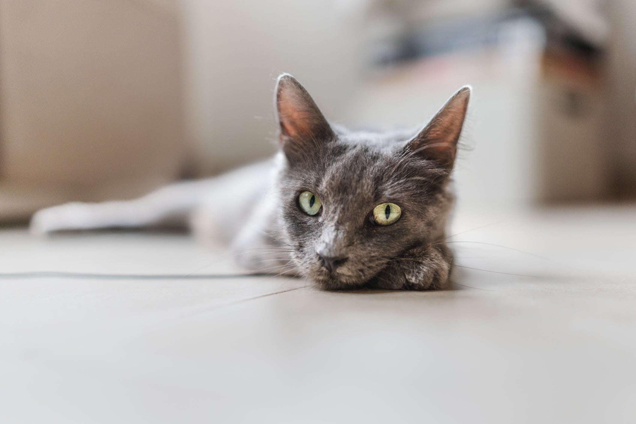 Gato Cinza Vira-Lata possui variedade de tons e tamanhos