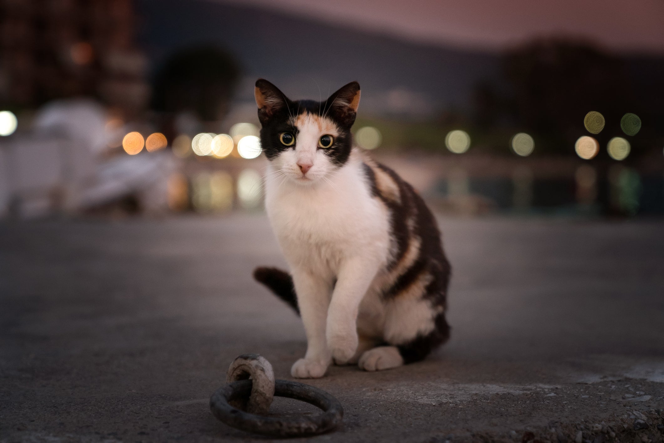 Os gatos tricolores são fêmeas Vira-Lata acanhadas e dóceis