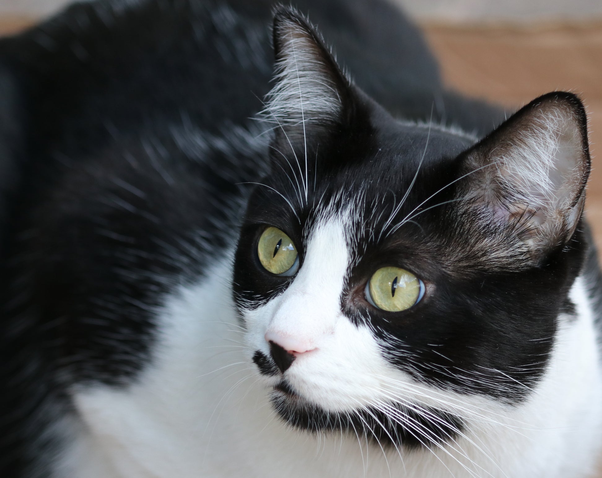 Os gatos Vira-Latas bicolores são frajolinhas cheios de autonomia