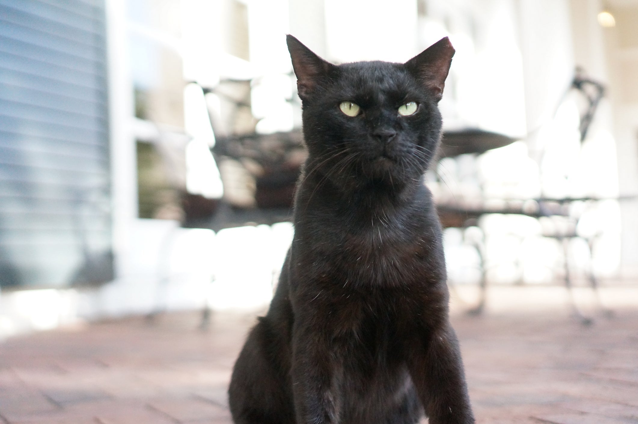 O gato preto Vira-Lata é um dos mais amáveis