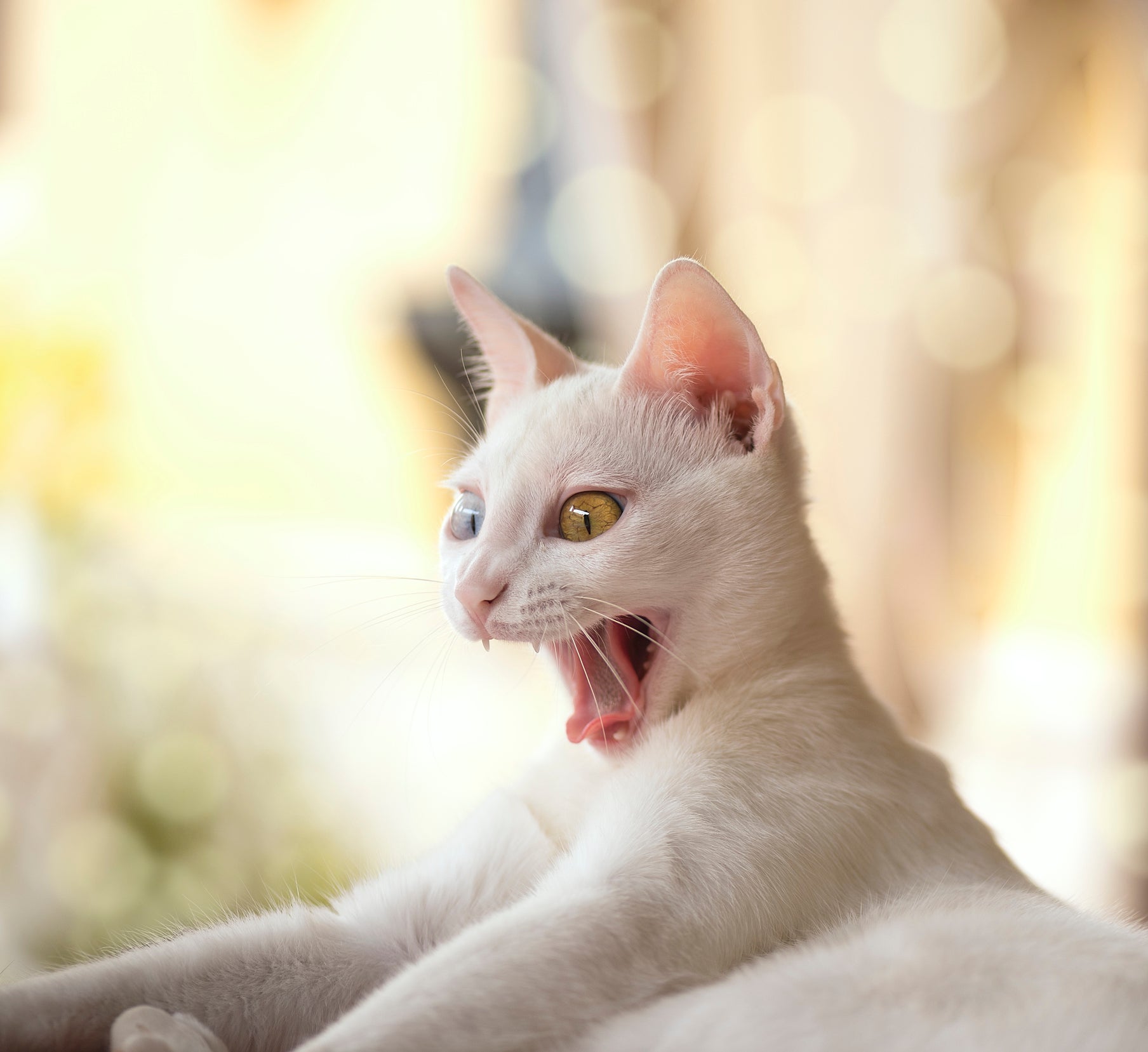 Heterocromia é uma herança que o gato branco Vira-Lata herdou da linhagem pura