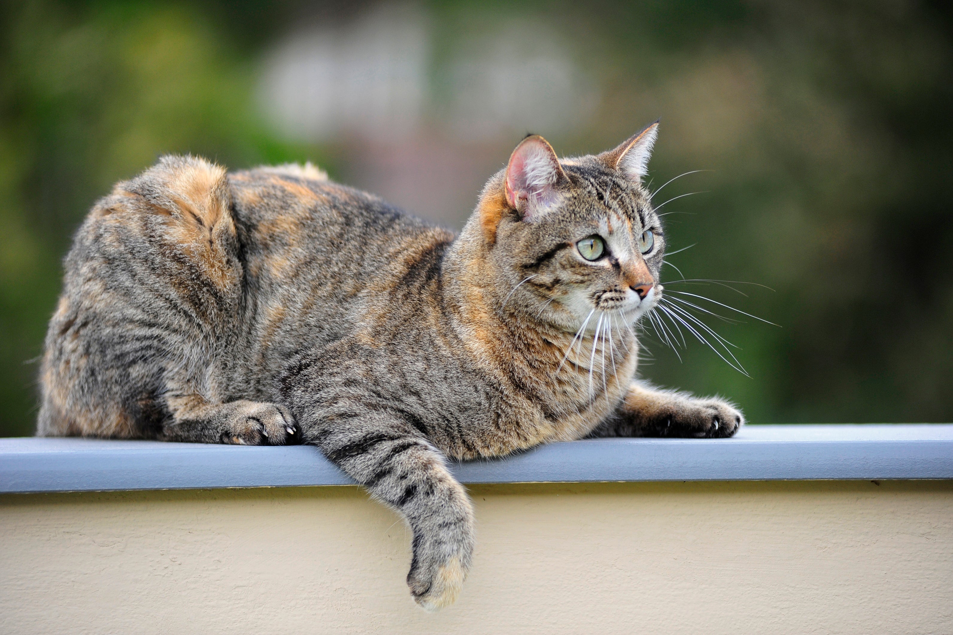 O famoso gato Vira-Lata rajado é desconfiado e carinhoso