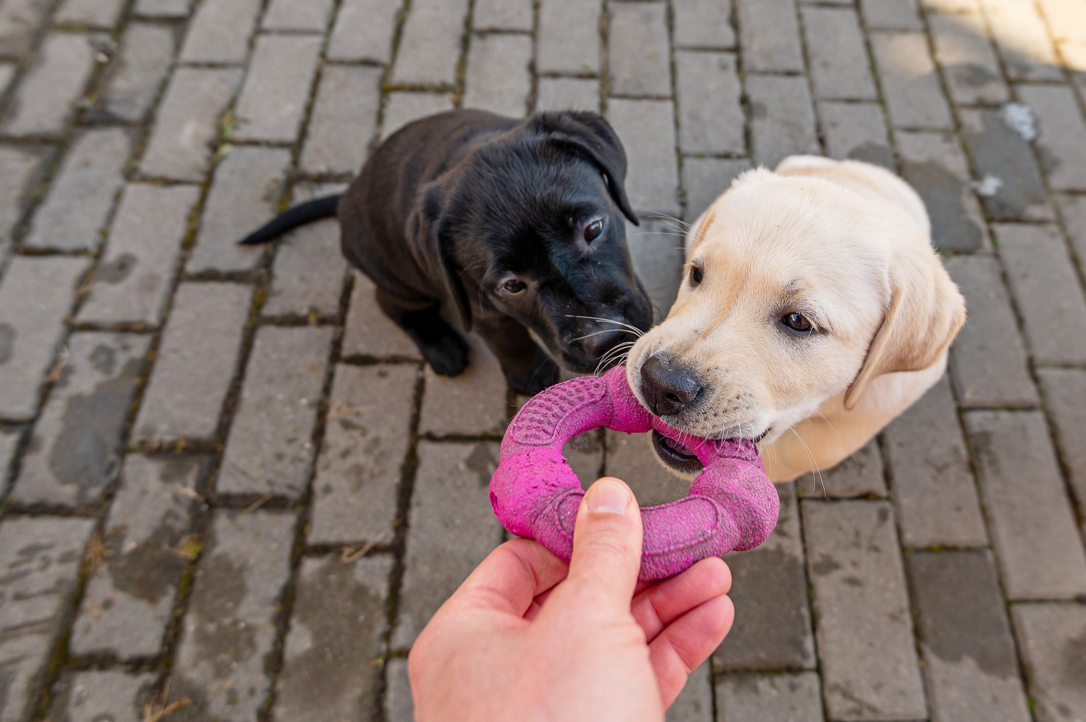 Os brinquedos para cachorro morder vão redirecionar o estí­mulo do animal para algo saudável