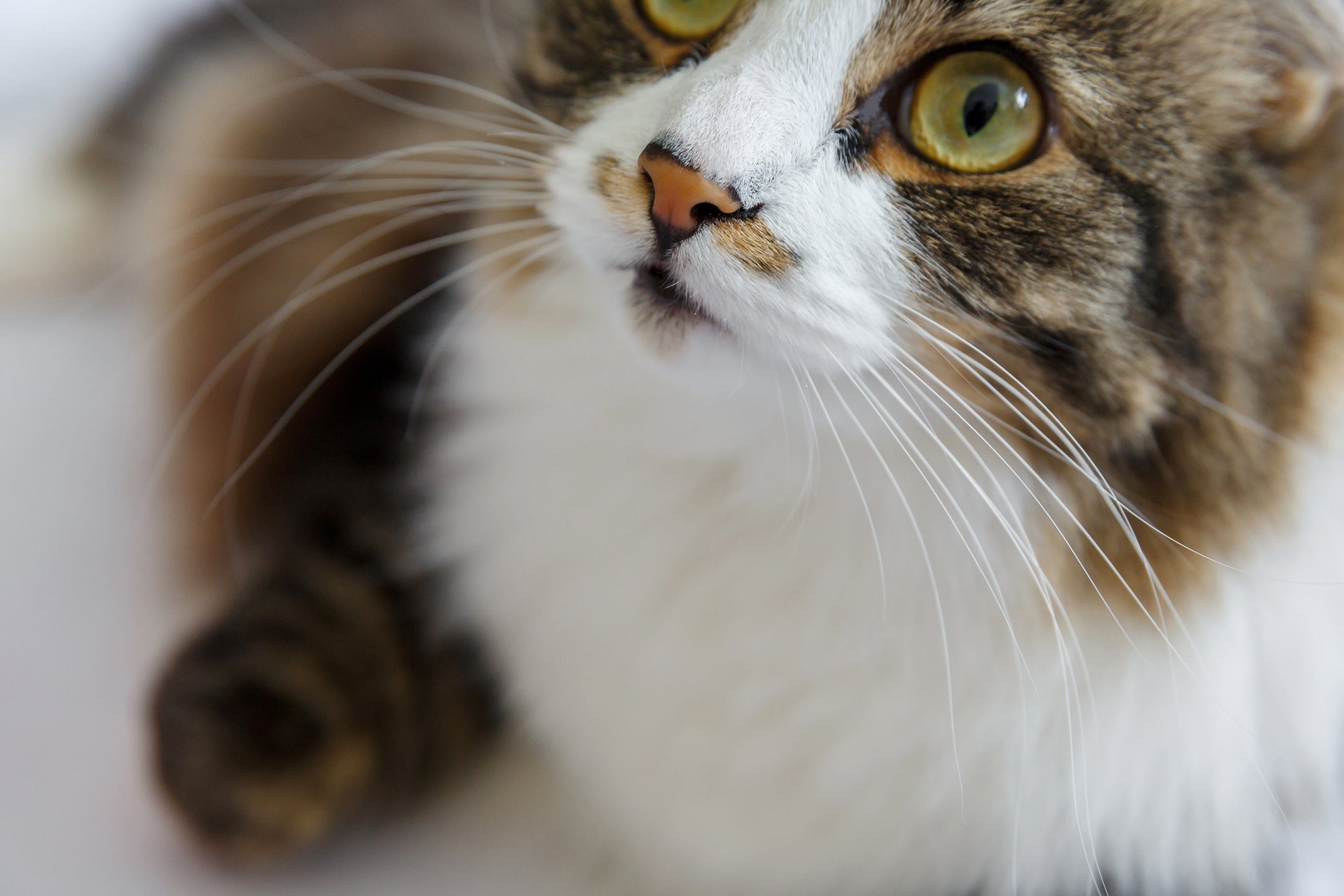 Cortar o bigode do gato pode prejudicar sua noção de espaço e causar irritabilidade