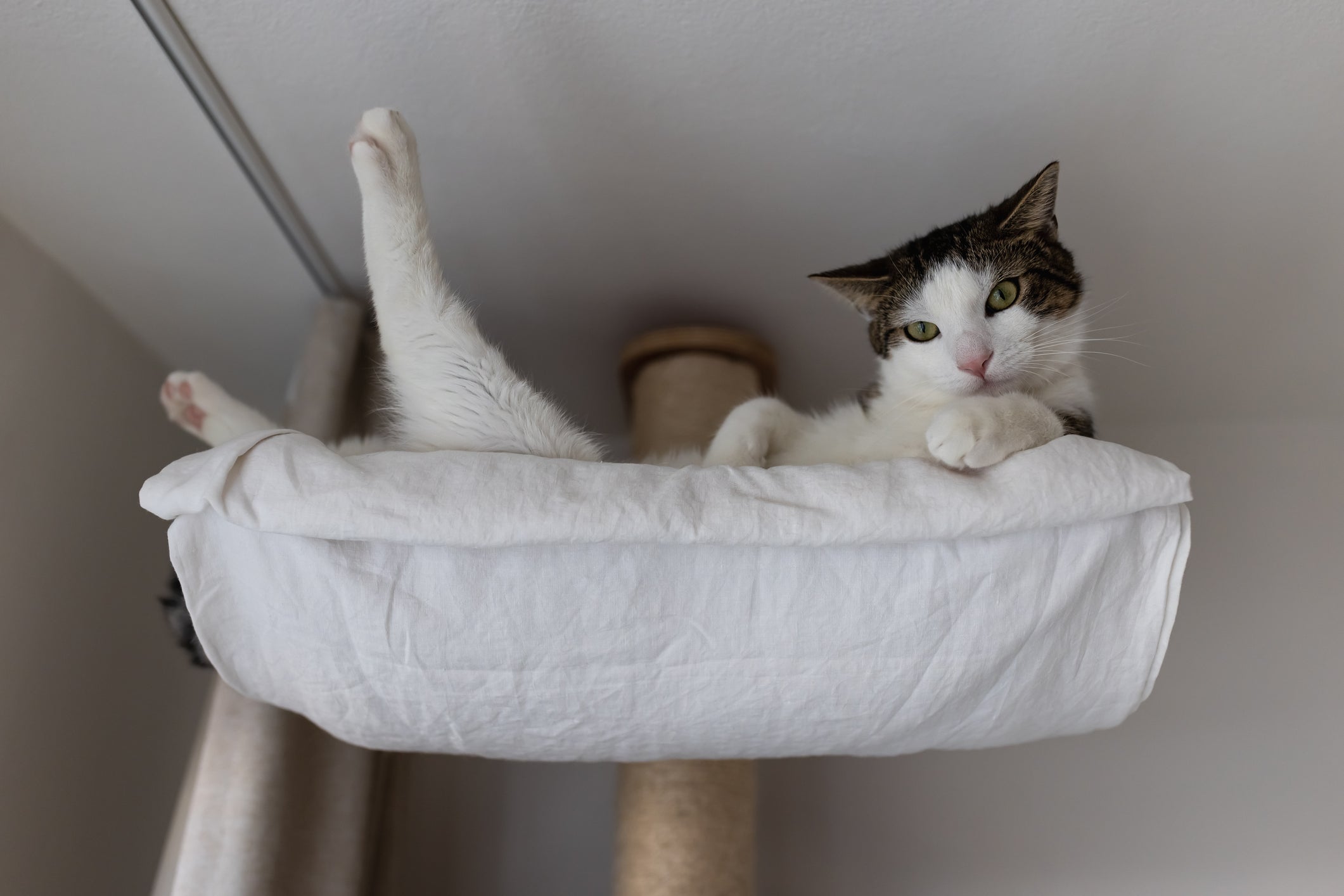 A cama suspensa para gatos deixará o pet bem confortável nas alturas