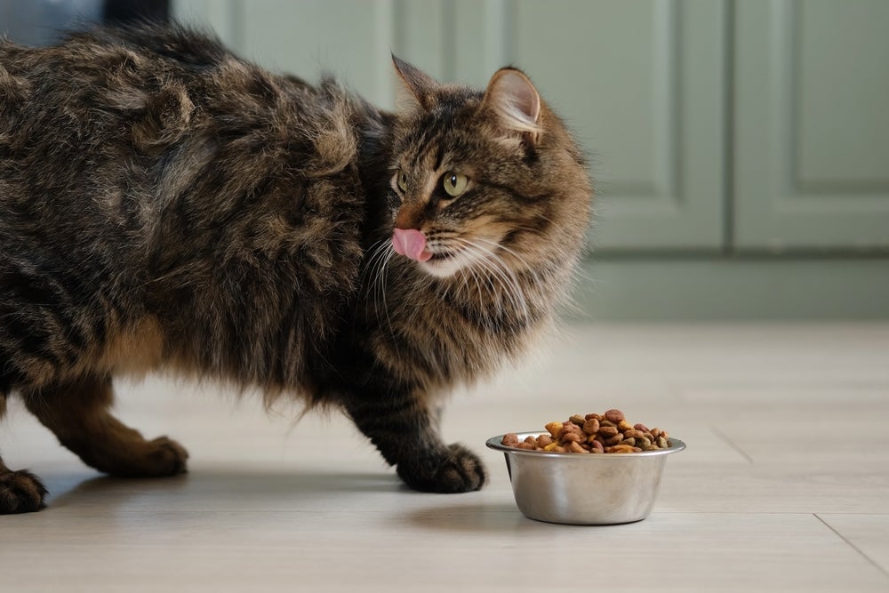 Um gato que tem apetite excessivo ou pede comida o tempo todo pode estar com algum problema de saúde