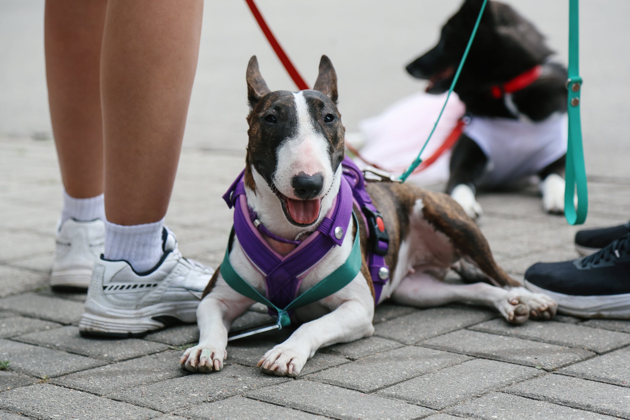 As coleiras anti-puxão (ou peitoral com engate frontal) são muito indicadas para cães grandes, fortes e mais agitados