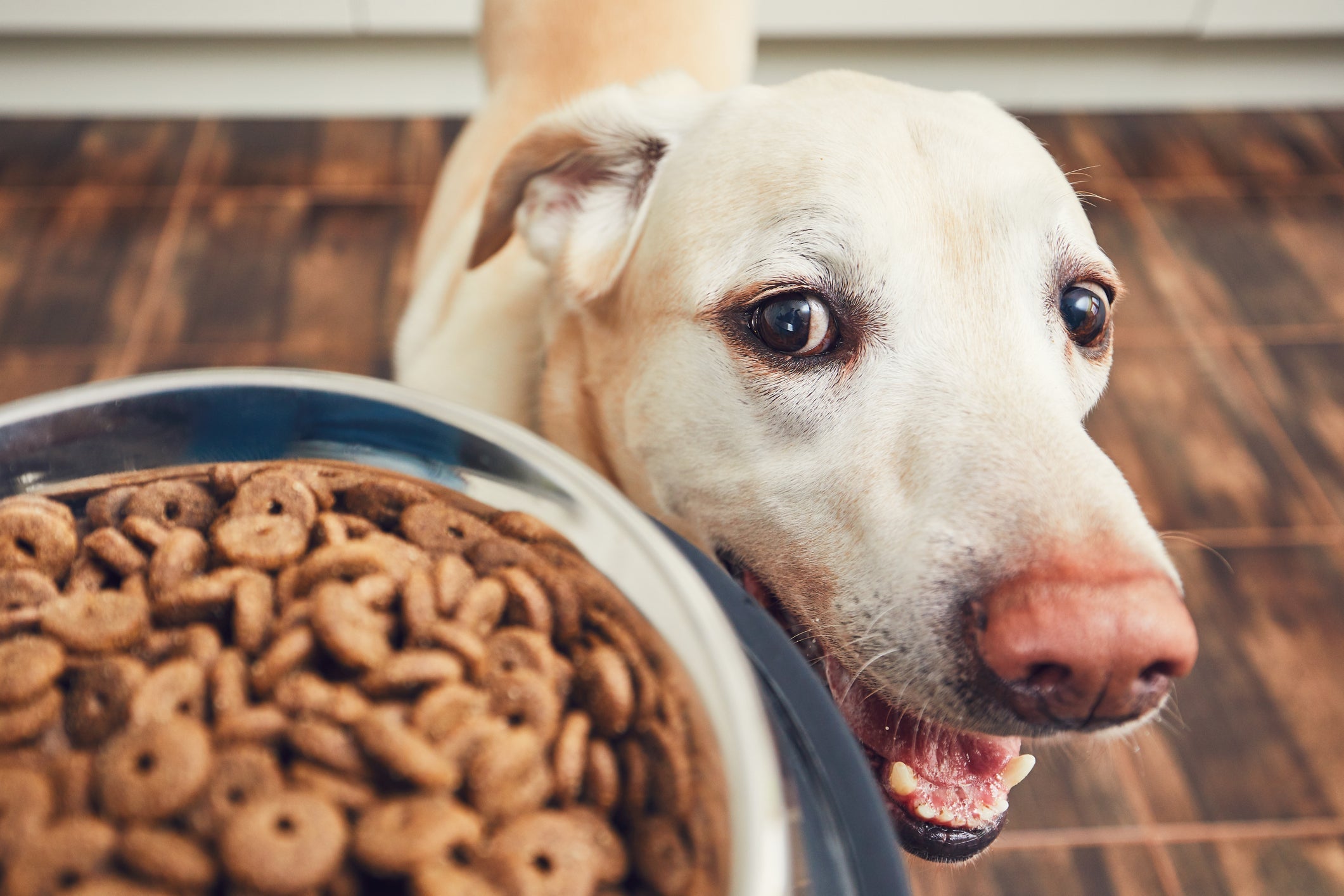 A ração urinary para cachorro é contra indicada para cães com problemas renais
