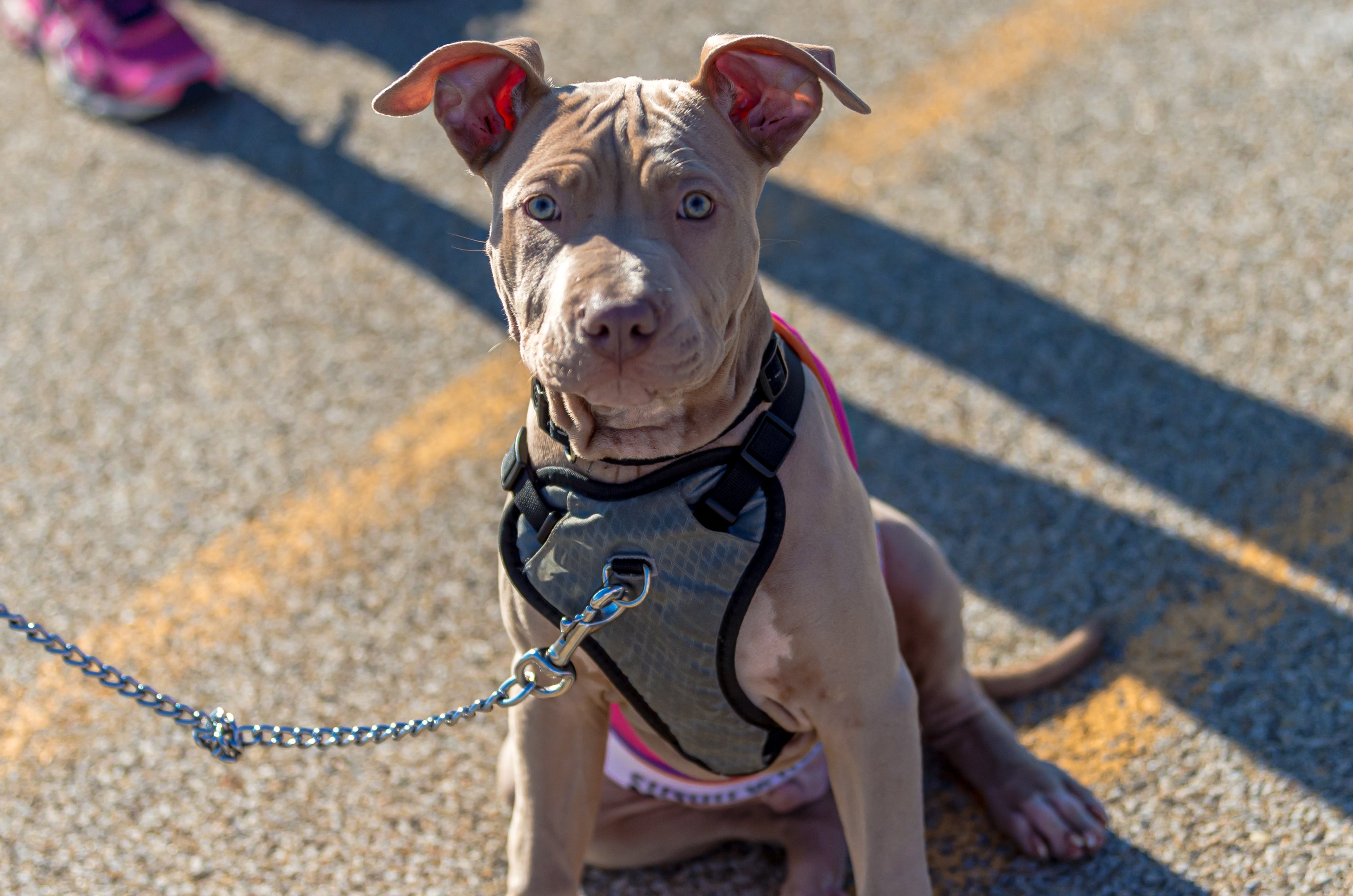A coleira peitoral é a melhor para cachorro Pitbull, pois é confortável e mais segura