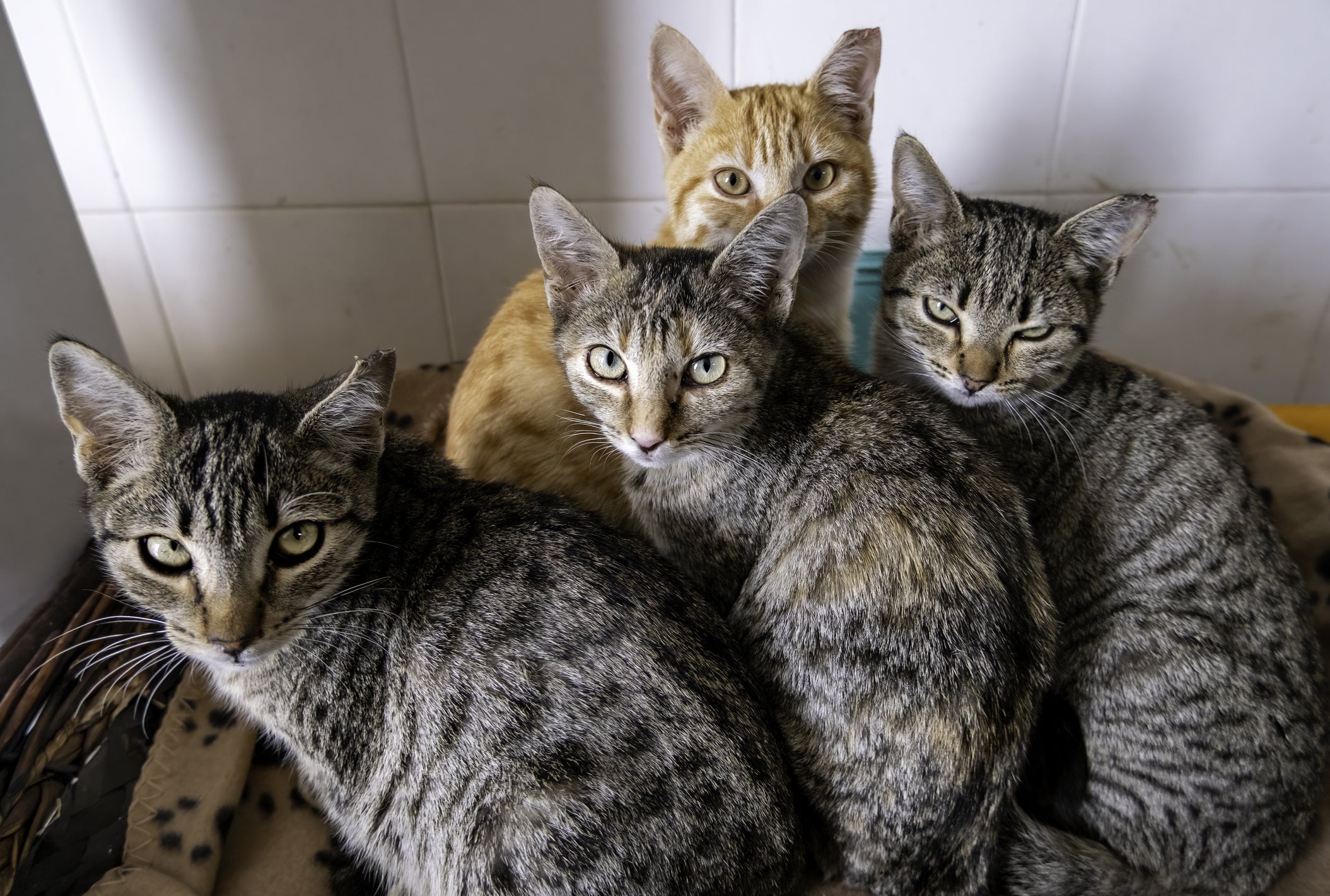 ONG para gatos abandonados é uma opção quando você não pode ficar com o animal