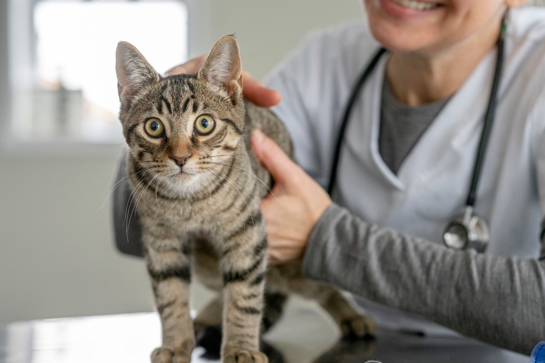 O resgate de gatos de rua requer uma avaliação médica imediata