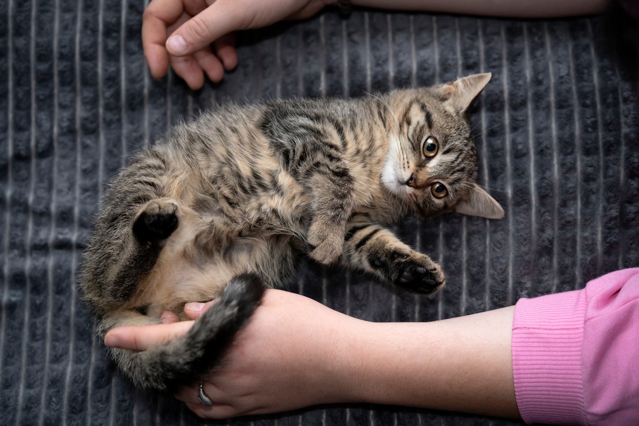 Encontrar gatos abandonados requer uma observação atenta