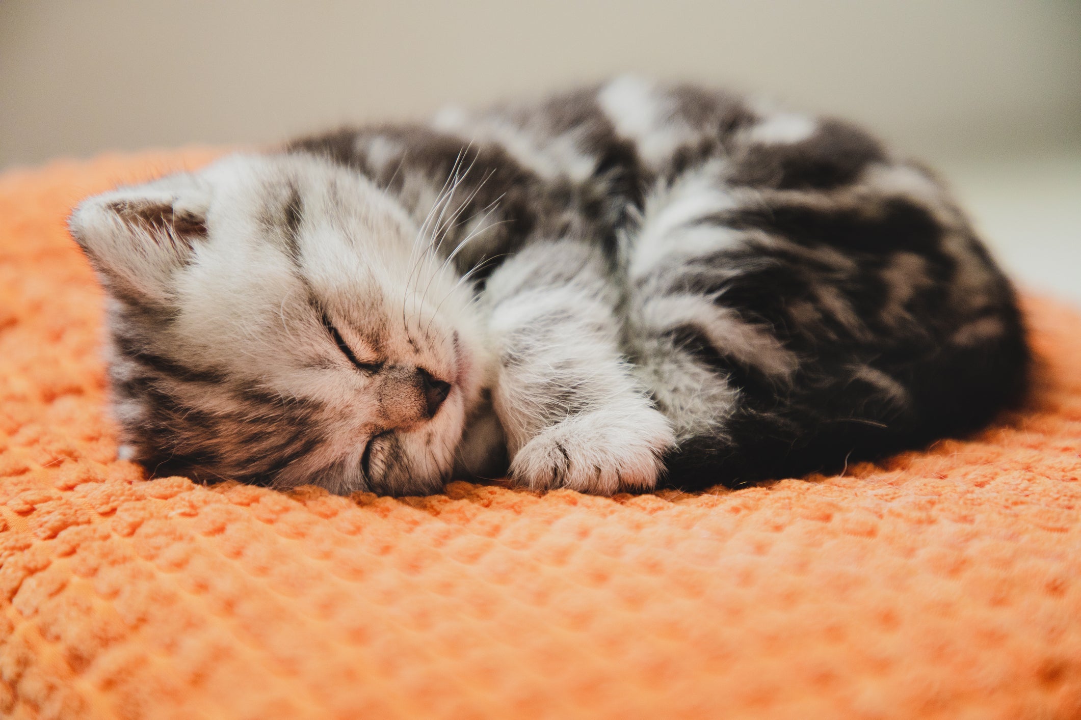Uma das formas de como cuidar de gato filhote abandonado é arrumando uma cama para ele descansar
