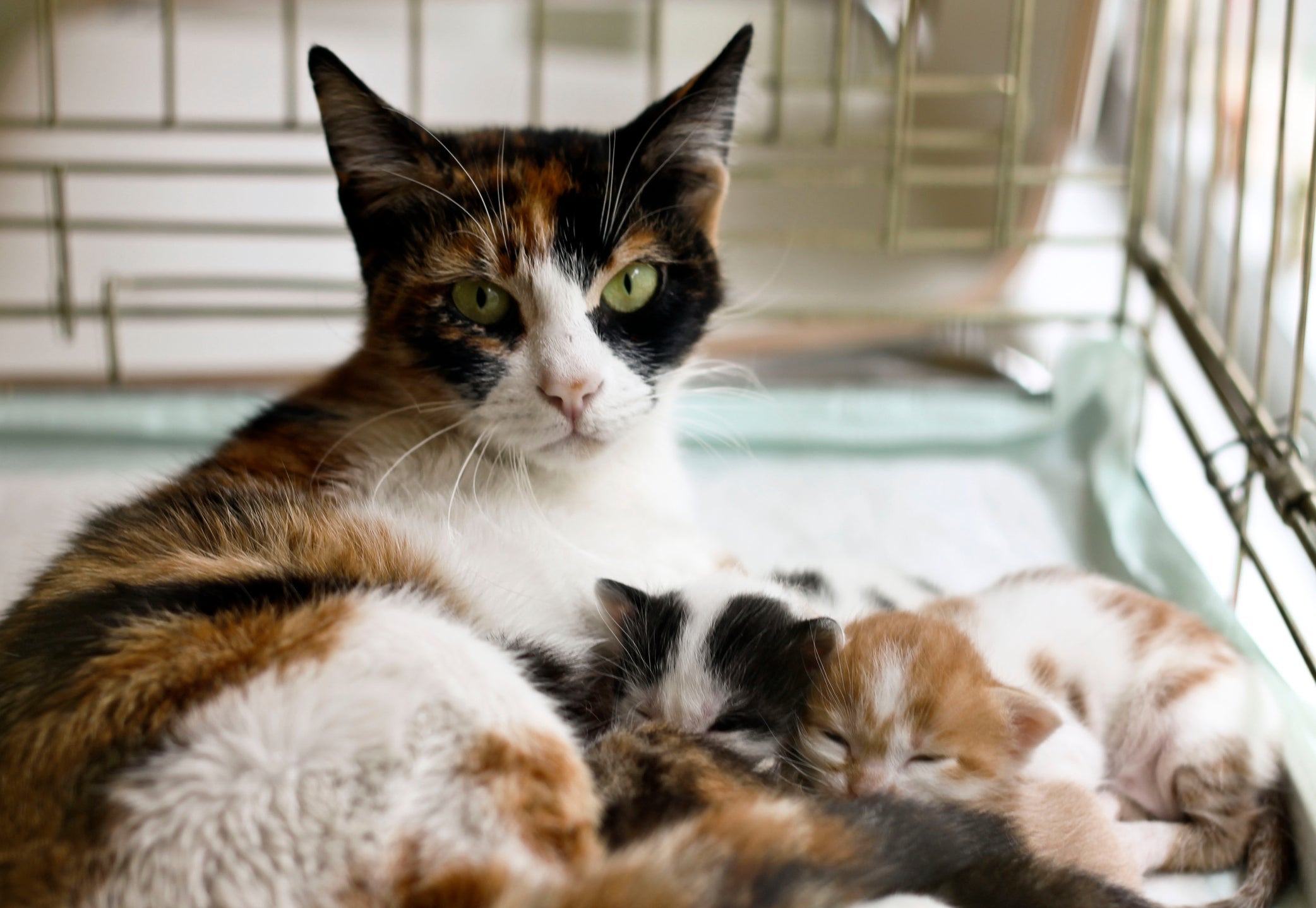 Antes de fazer o resgate de gatos, é importante saber se a mãe está por perto
