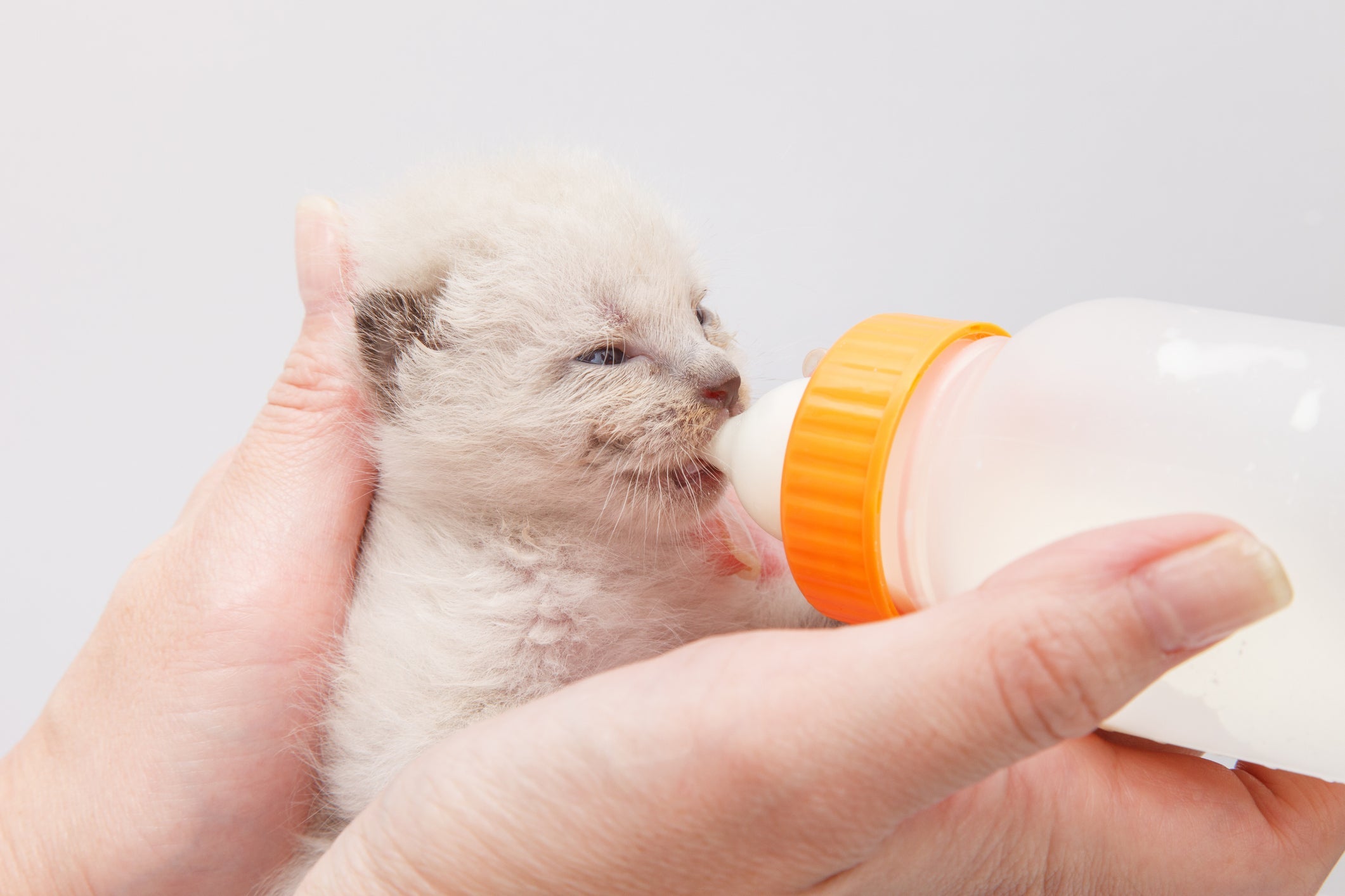 O desmame de gatos deve ser feito de forma gradual, sem excluir o leite da alimentação de uma vez
