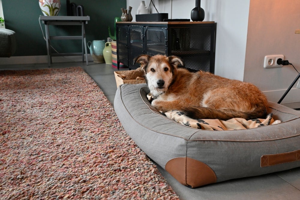 A escolha da cama ideal para cachorro deve considerar o porte, o material e até o clima do ambiente