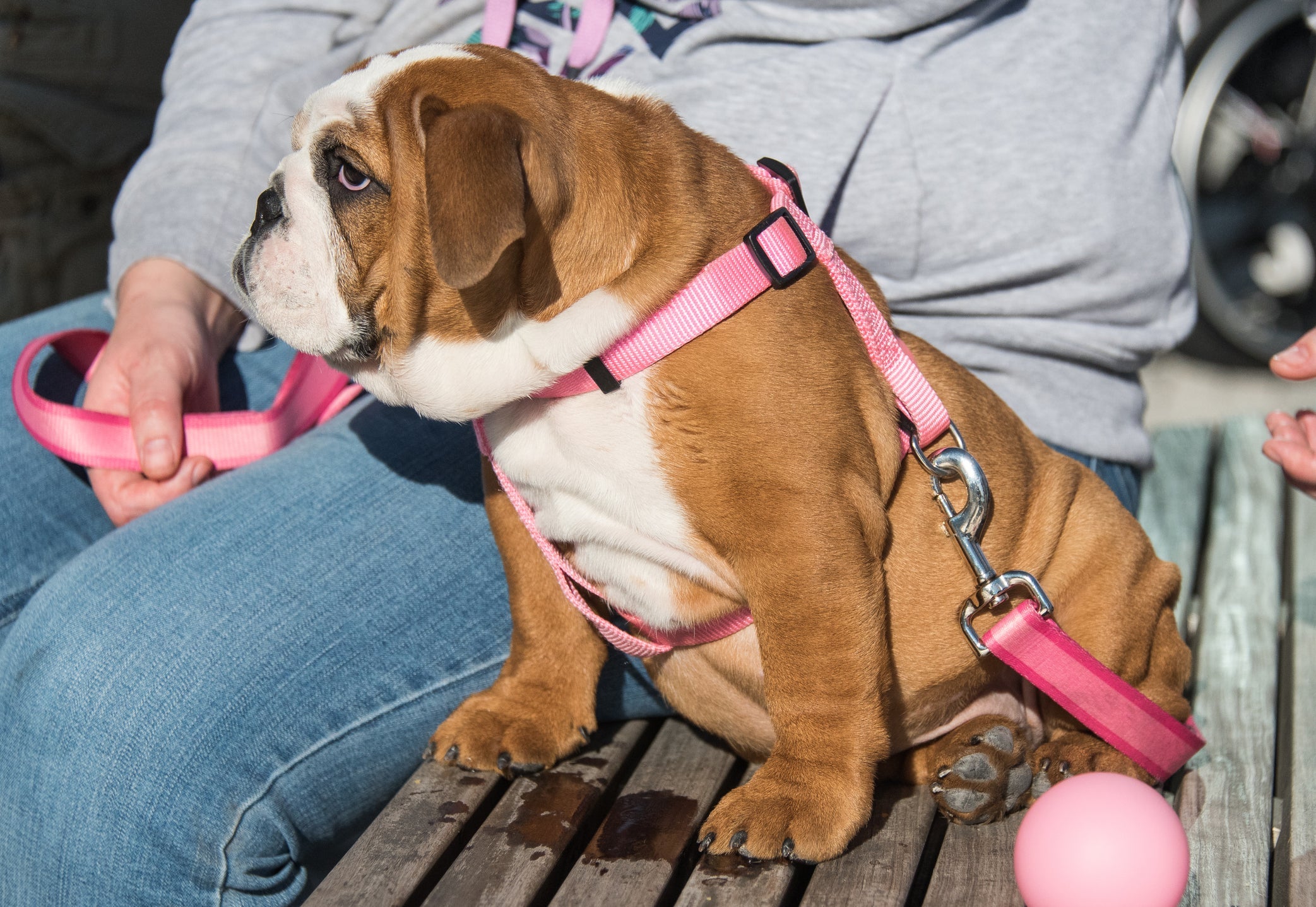 O peitoral para cachorro com engate nas costas é indicado para cães braquicefálicos