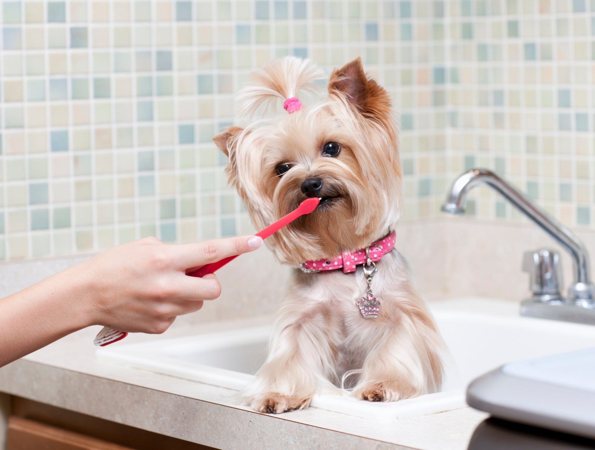 Saber como escovar o dente do cachorro diminui o mau hálito e tártaro