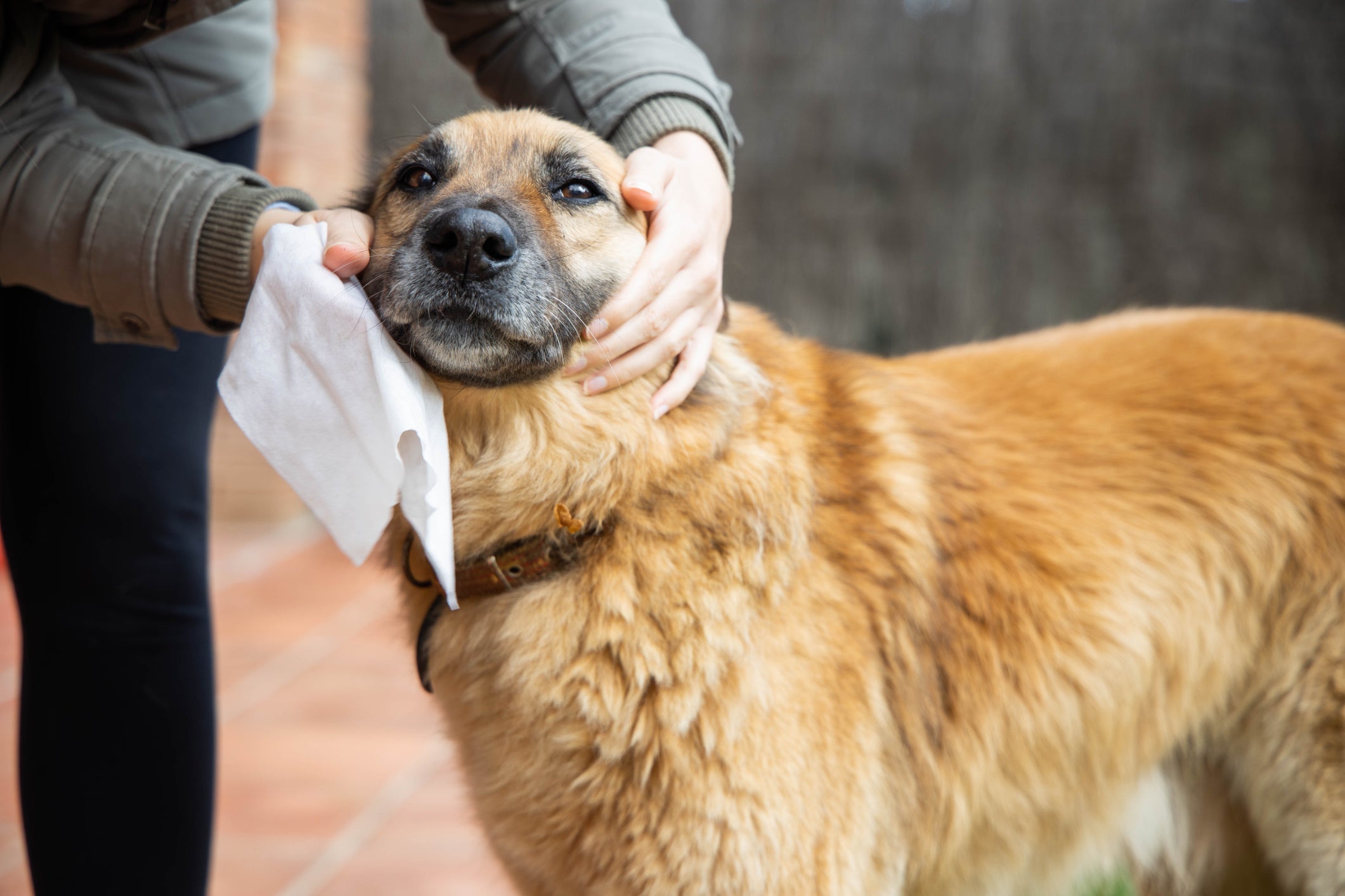 Lenço umedecido: cachorro pode ter diferentes partes do corpo higienizadas com o produto