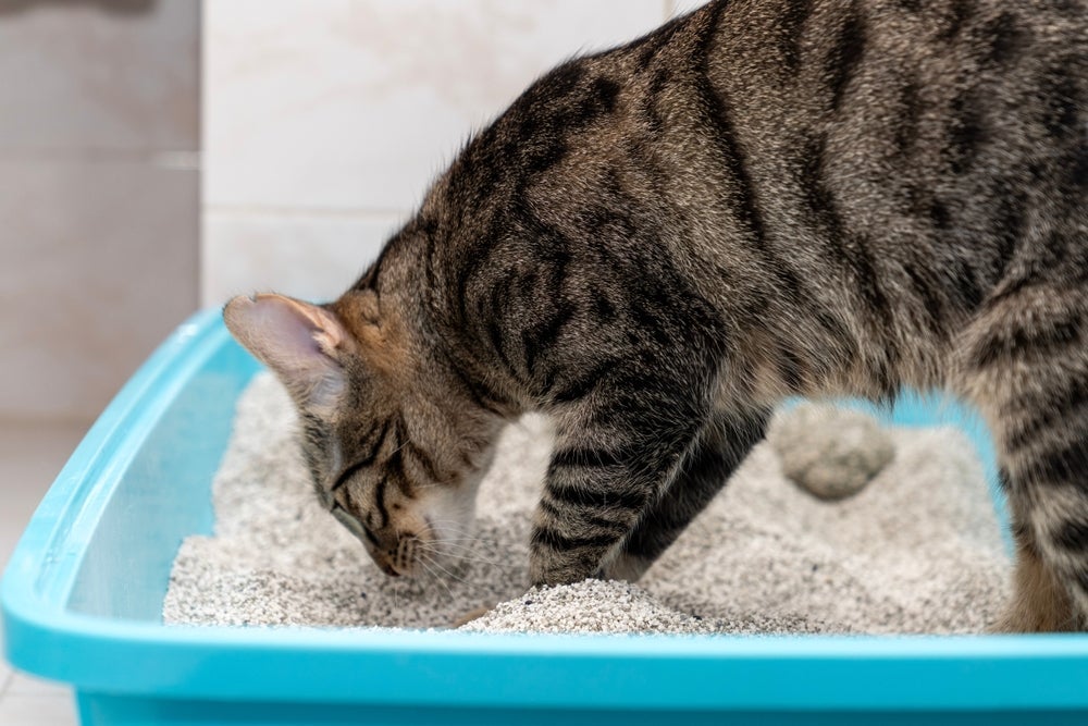 Mudanças na cor, cheiro e consistência do cocô do gato nem sempre são preocupantes, mas merecem atenção