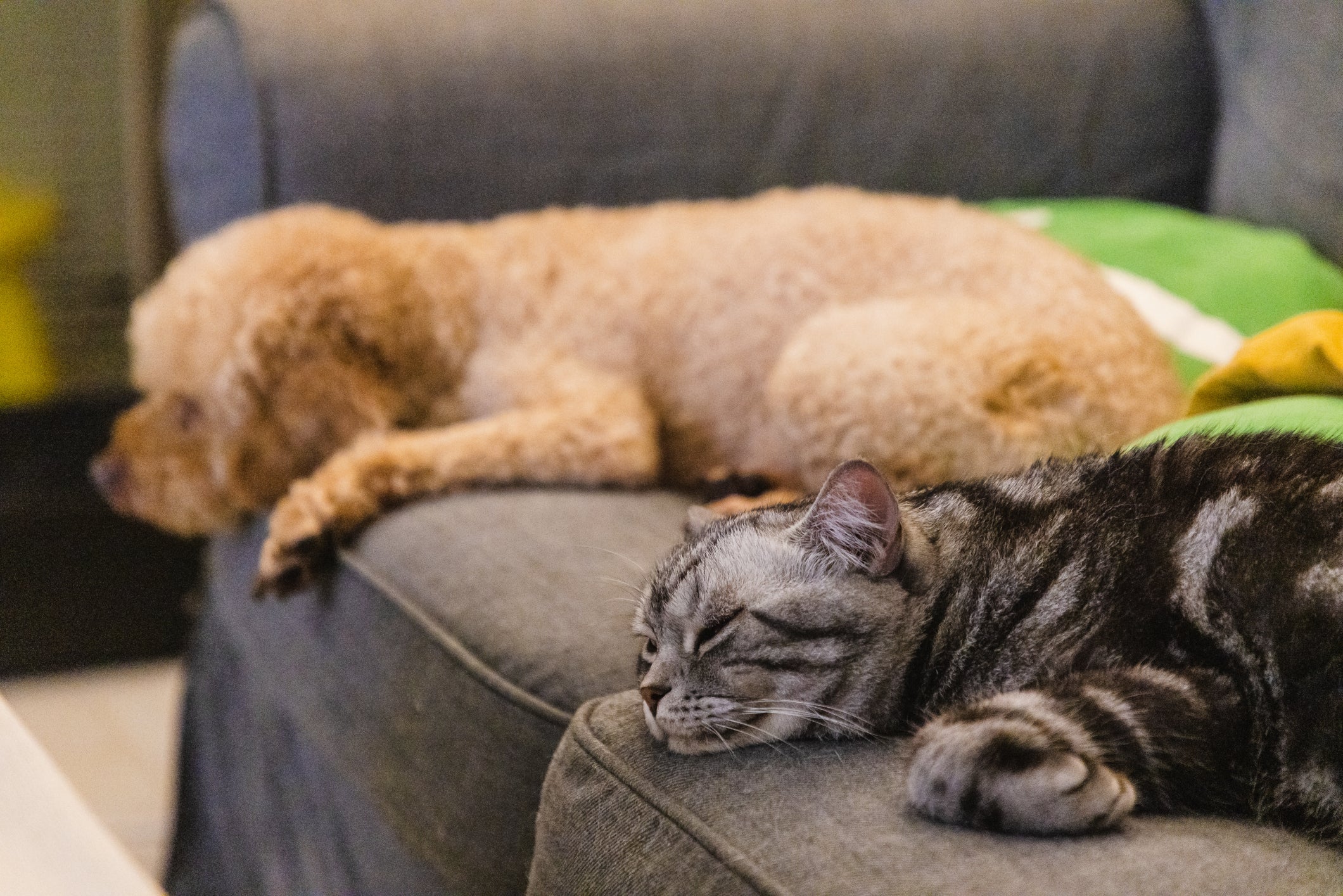 De maneira geral, os cachorros adultos dormem menos que os filhotes