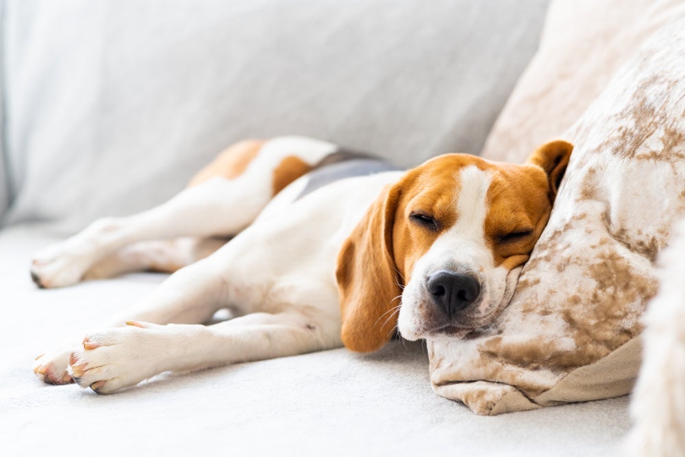 Quantas horas um cachorro dorme depende de vários fatores, como idade, raça, saúde e alimentação do animal