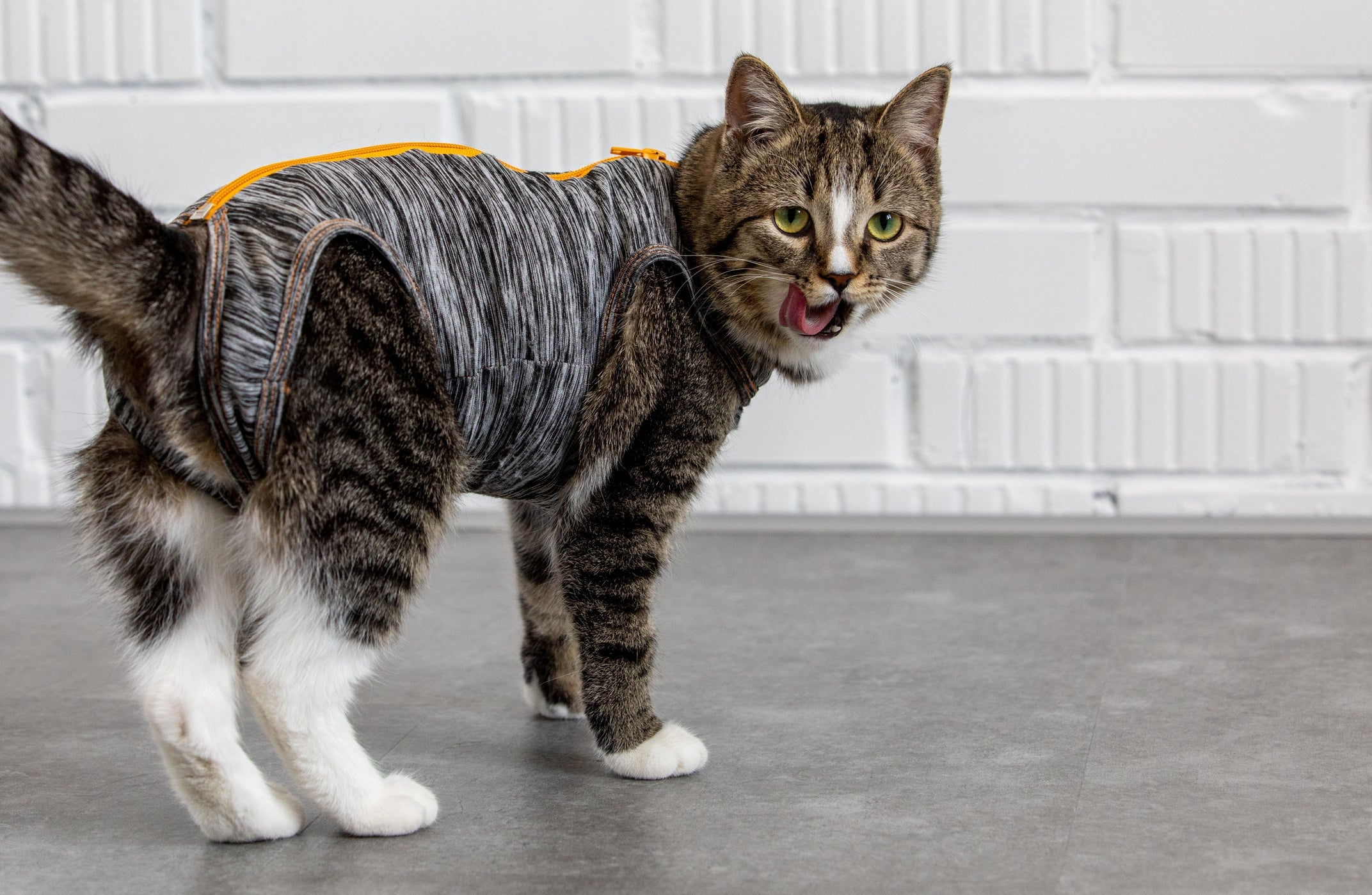 Castração de gata é um importante passo para evitar que ela engravide