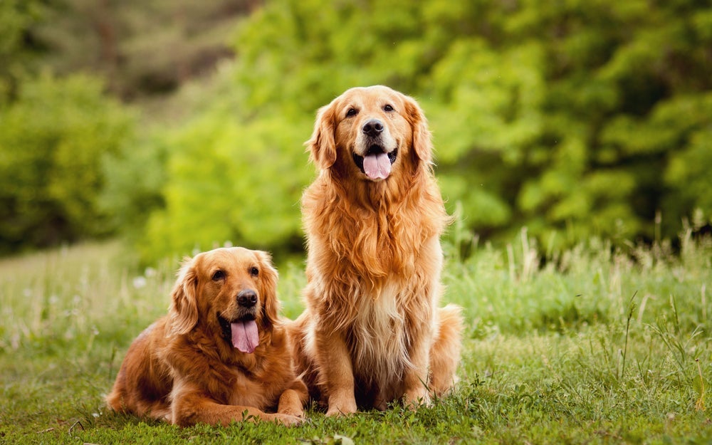 Quanto custa um Golden Retriever: preço é mais alto nas fêmeas