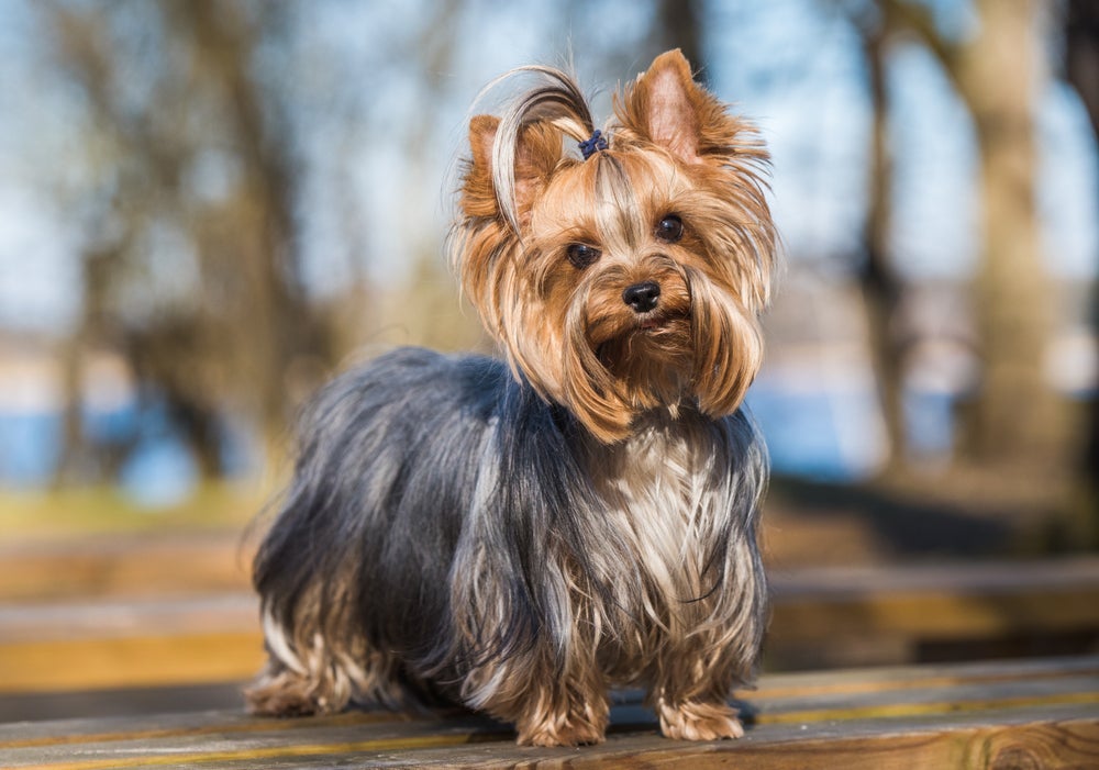 Além de quanto custa um Yorkshire Terrier, é essencial saber os cuidados que a raça demanda