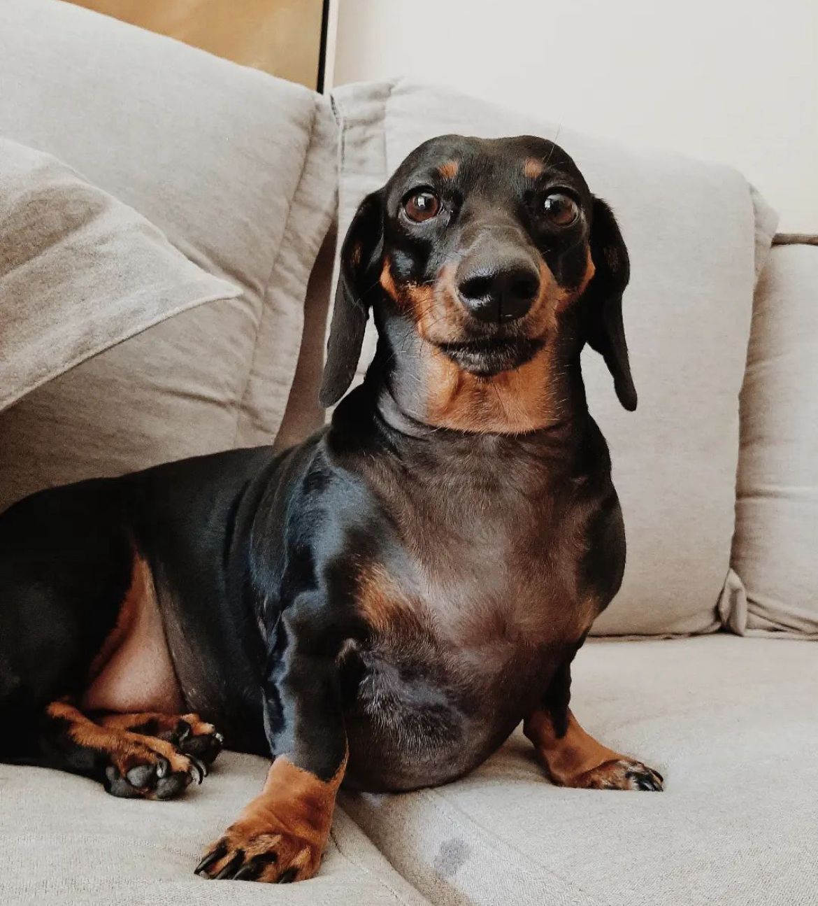 Cachorro castrado fica mais calmo, e a Teteia é a prova disso (Créditos: Laura Furtado)