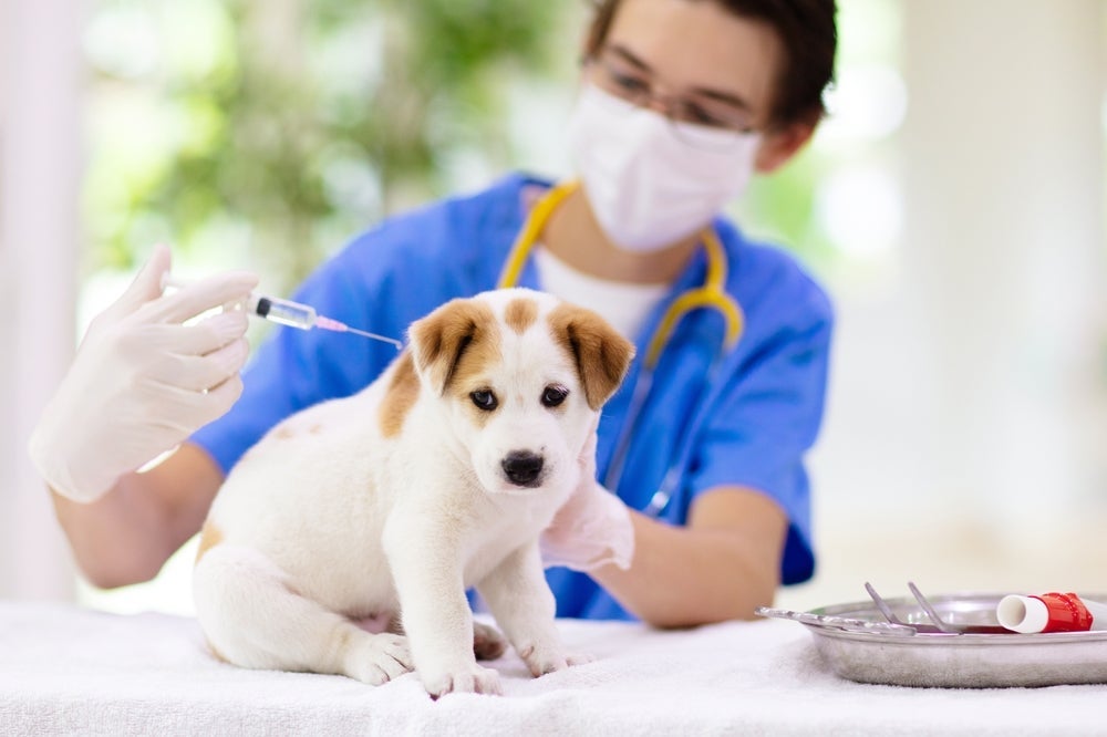 A cinomose canina pode ser prevenida com a vacina
