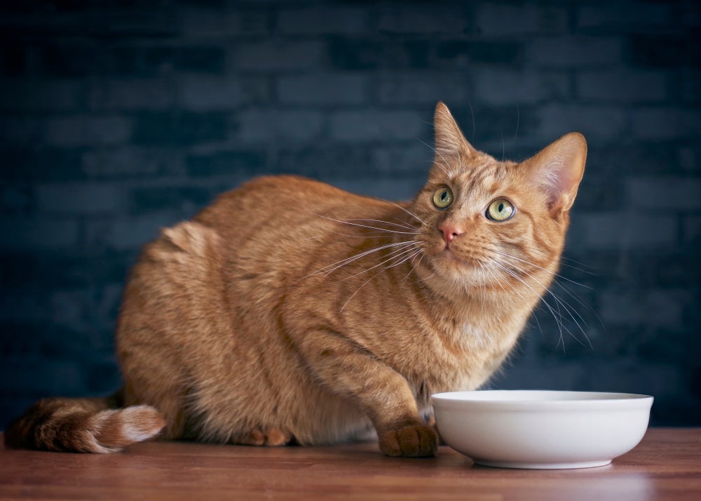 Um sachê mal preservado pode ficar sujeito a contaminações e oferecer riscos à saúde do gato