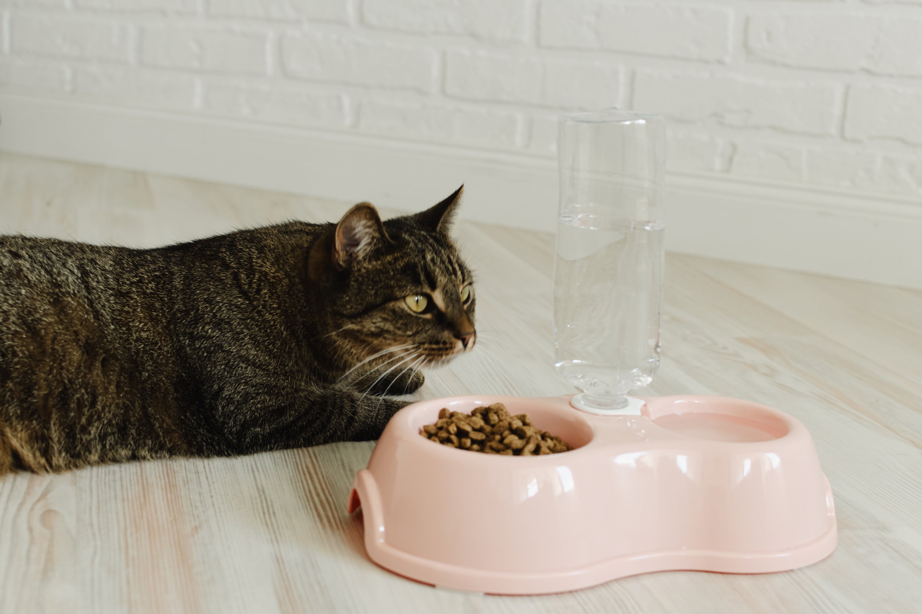 Gatos podem ficar sozinhos por até 2 dias, desde que suas necessidades básicas sejam atendidas