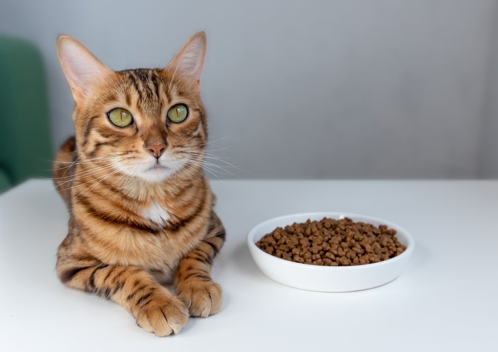 Gatos podem ficar sozinhos por algum tempo se tiverem os recursos necessários