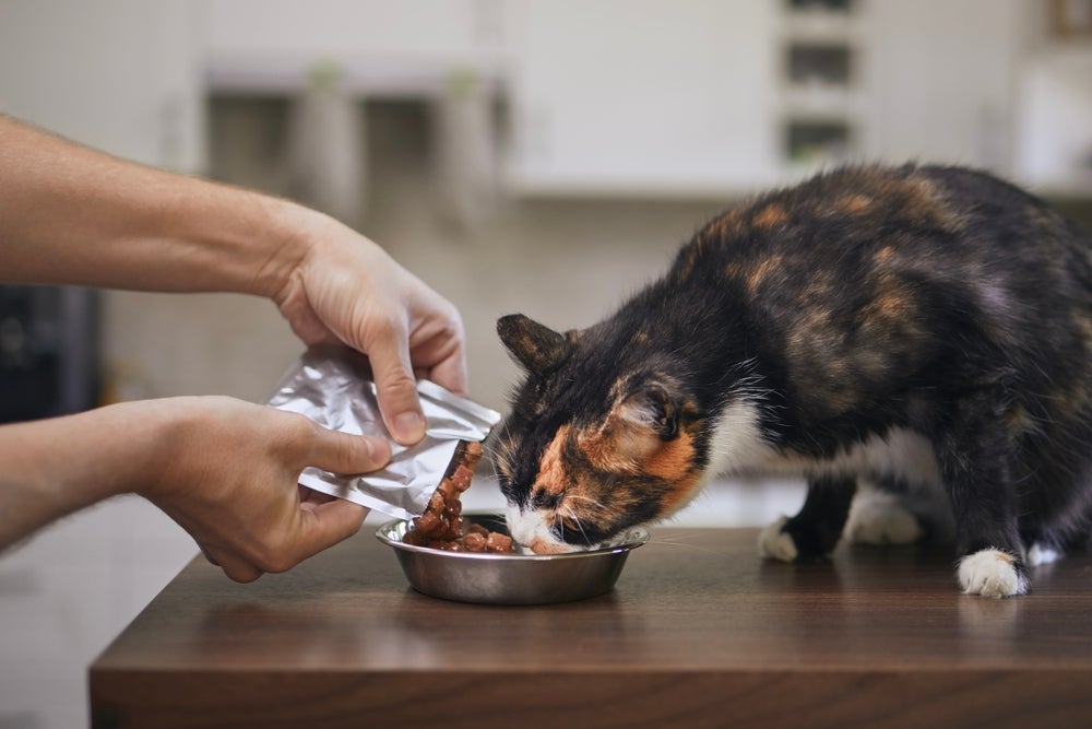 A ração para gato úmida é uma forte aliada da saúde dos bichanos