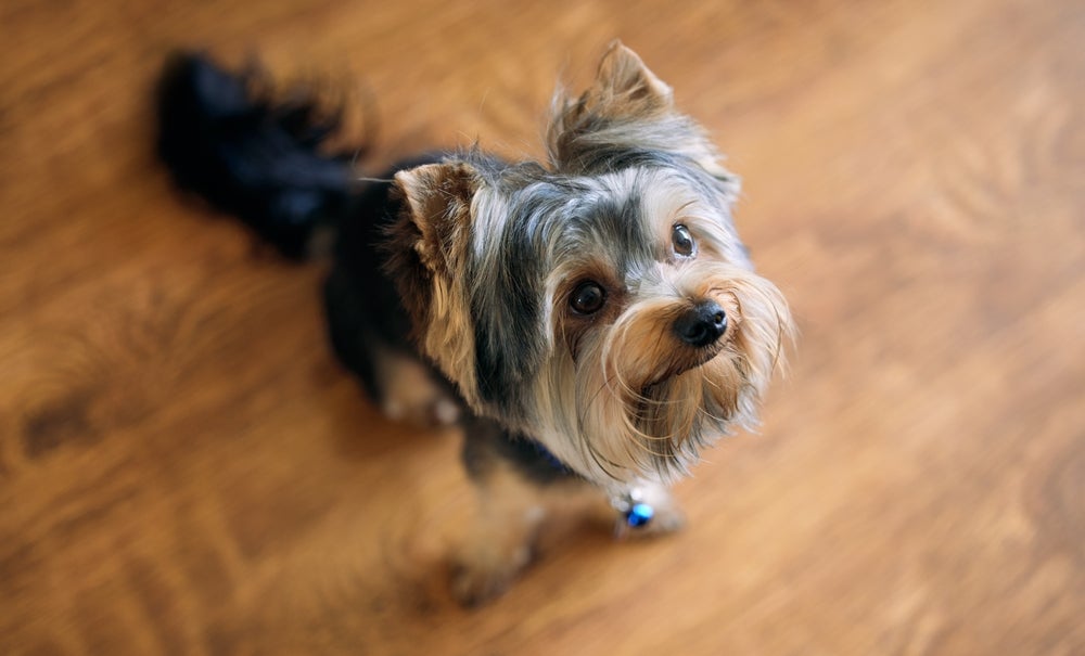 Longos períodos de solidão podem comprometer o bem-estar emocional do cachorro Yorkshire