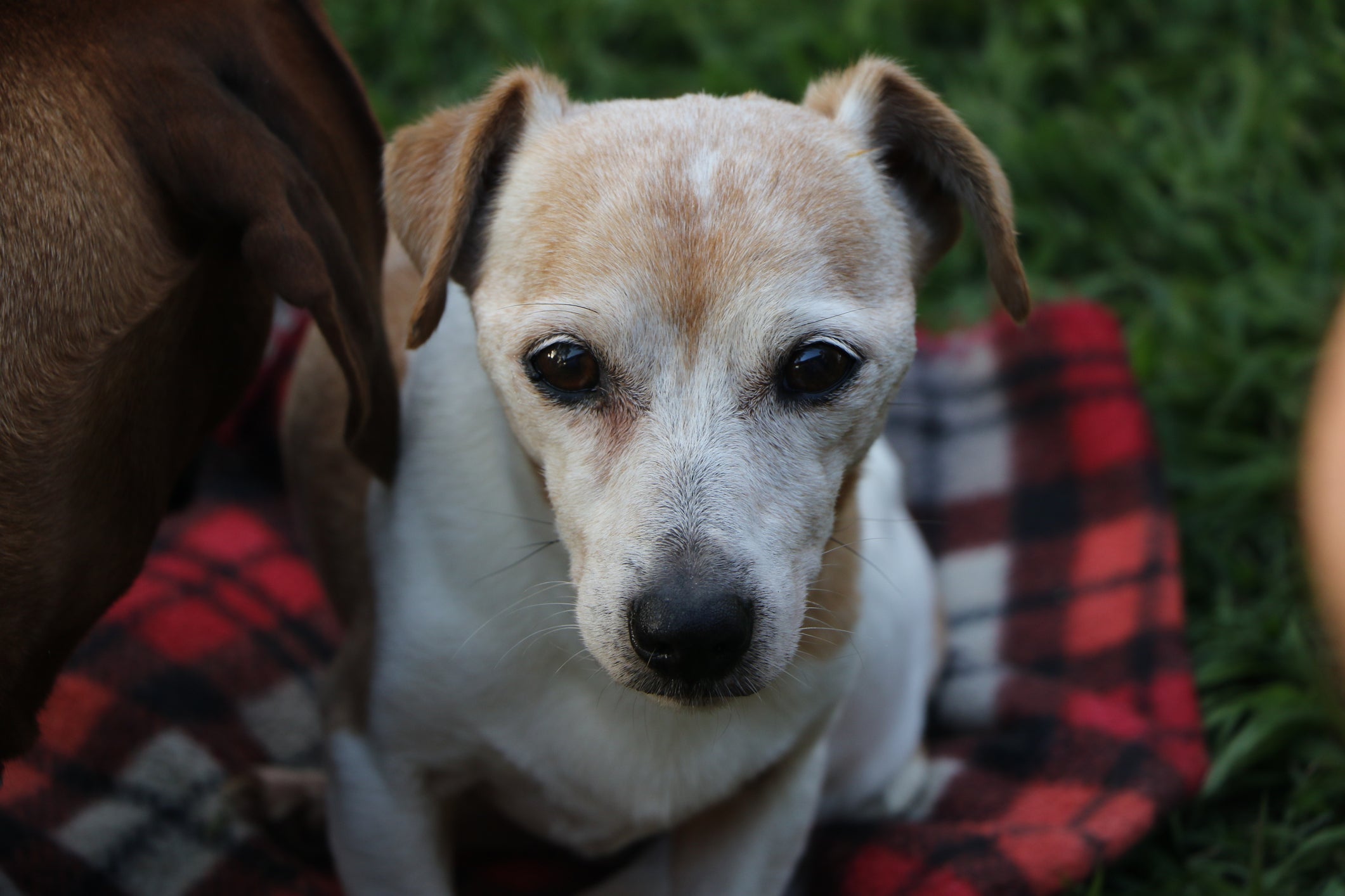 O Jack Russel Terrier é um cão ativo e cheio de energia