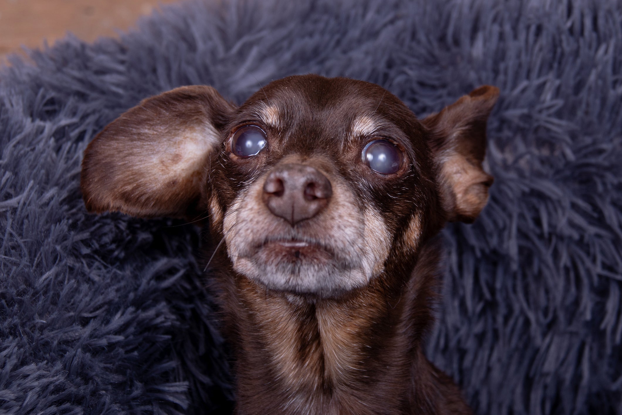 A expectativa de vida do Pinscher é de 12 a 16 anos