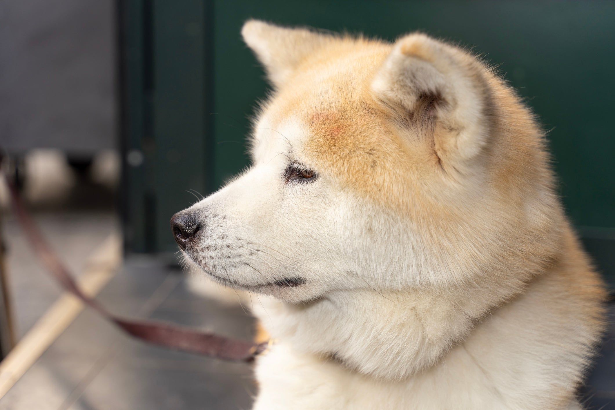 O Akita é uma das raças de cachorro de porte grande que vive mais tempo