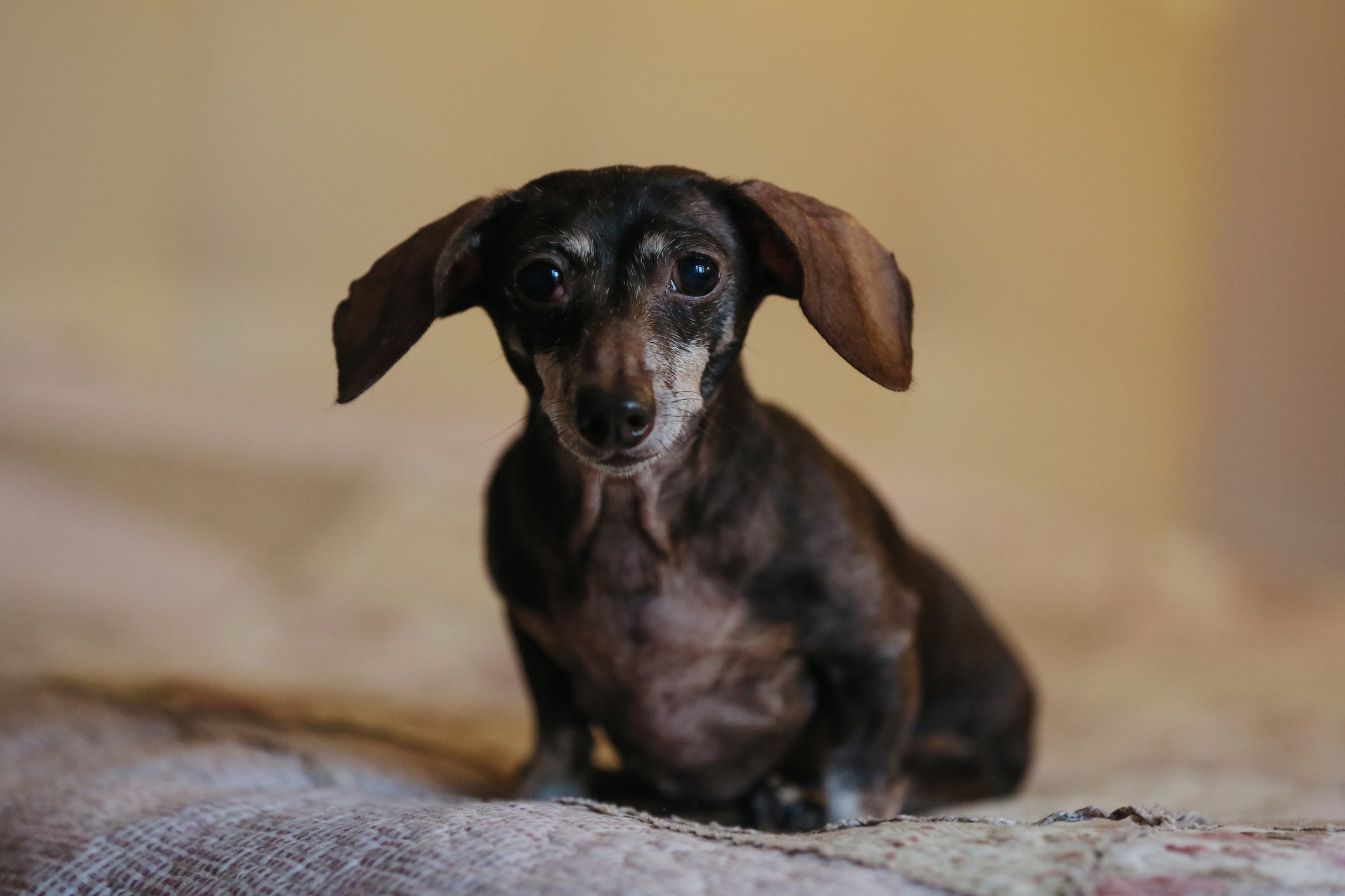 O Dachshund tem tendência a ter problemas na coluna a longo prazo